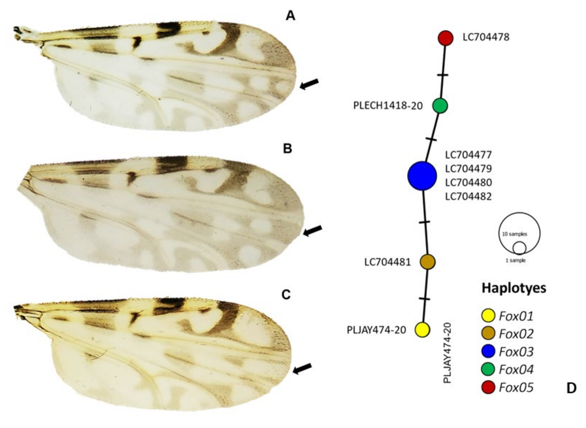 Pathogens 11 00714 g004