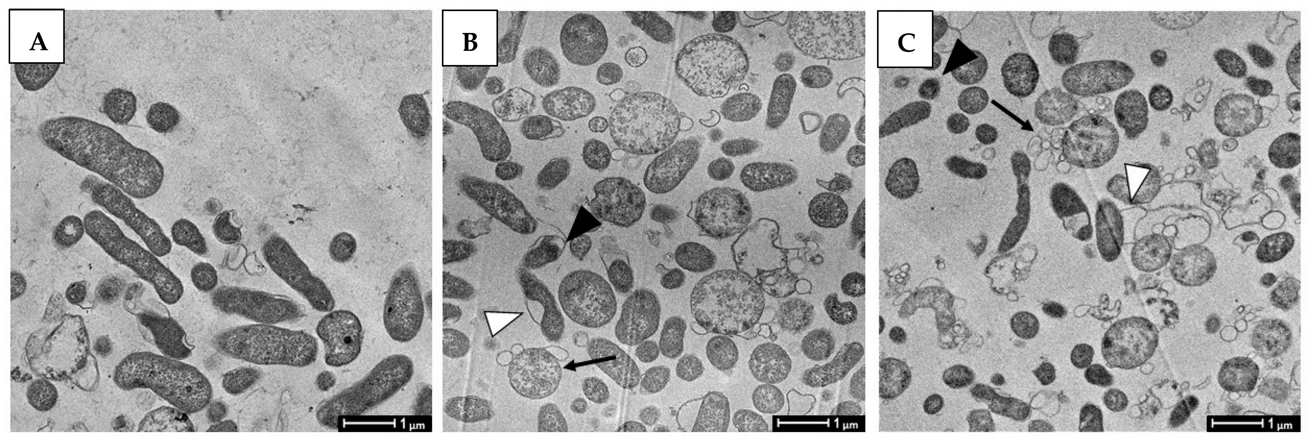 Pathogens 11 00740 g008