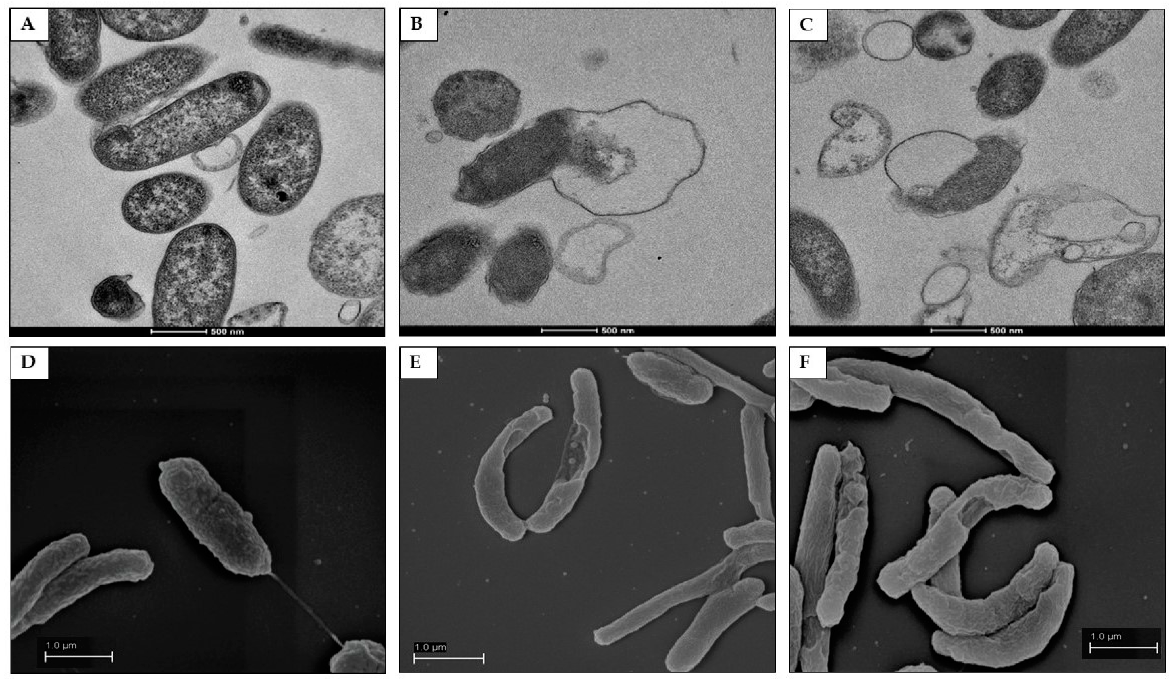 Pathogens 11 00740 g009