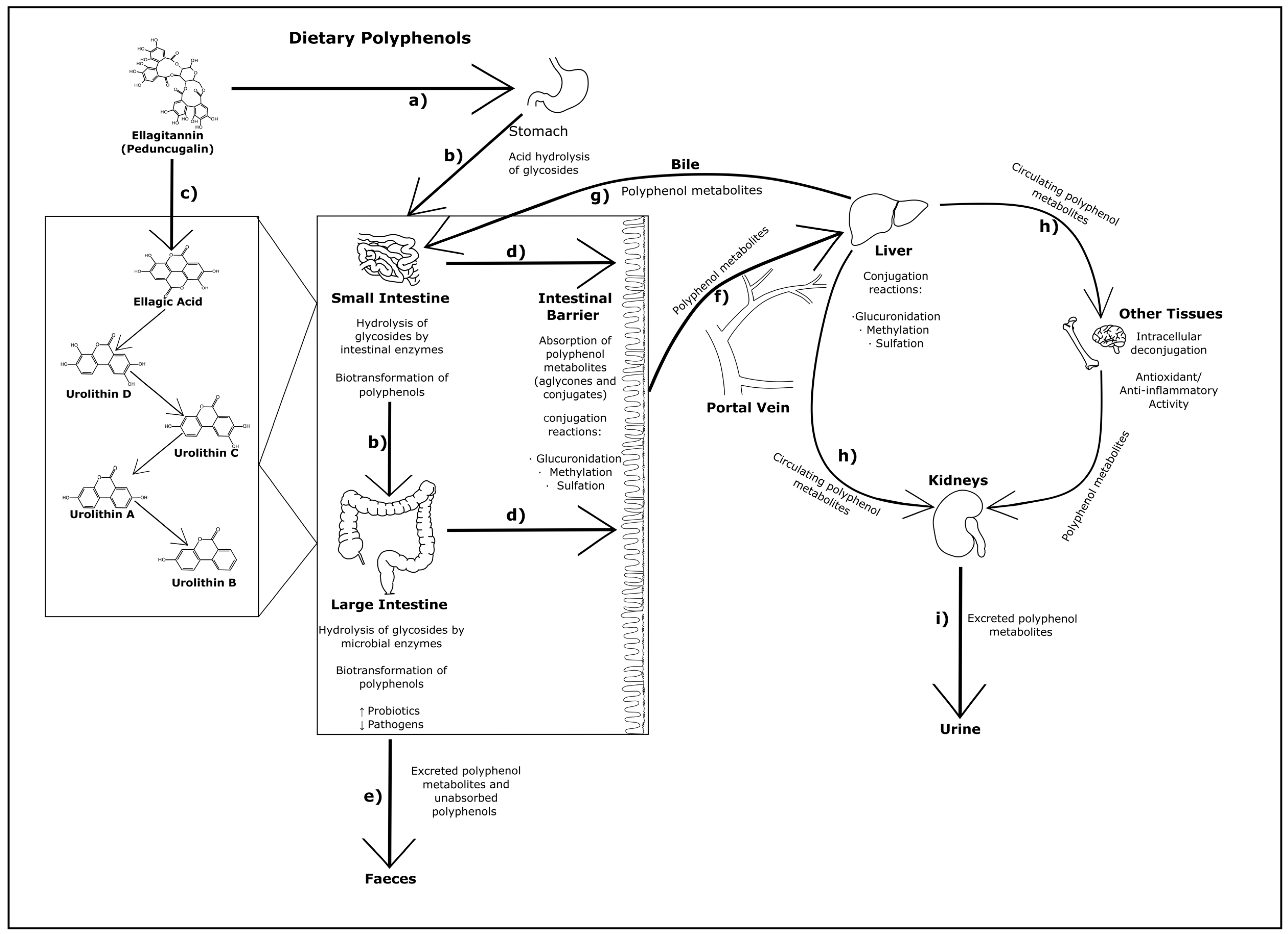 Pathogens 11 00770 g001 Pathogens 11 00770 g001