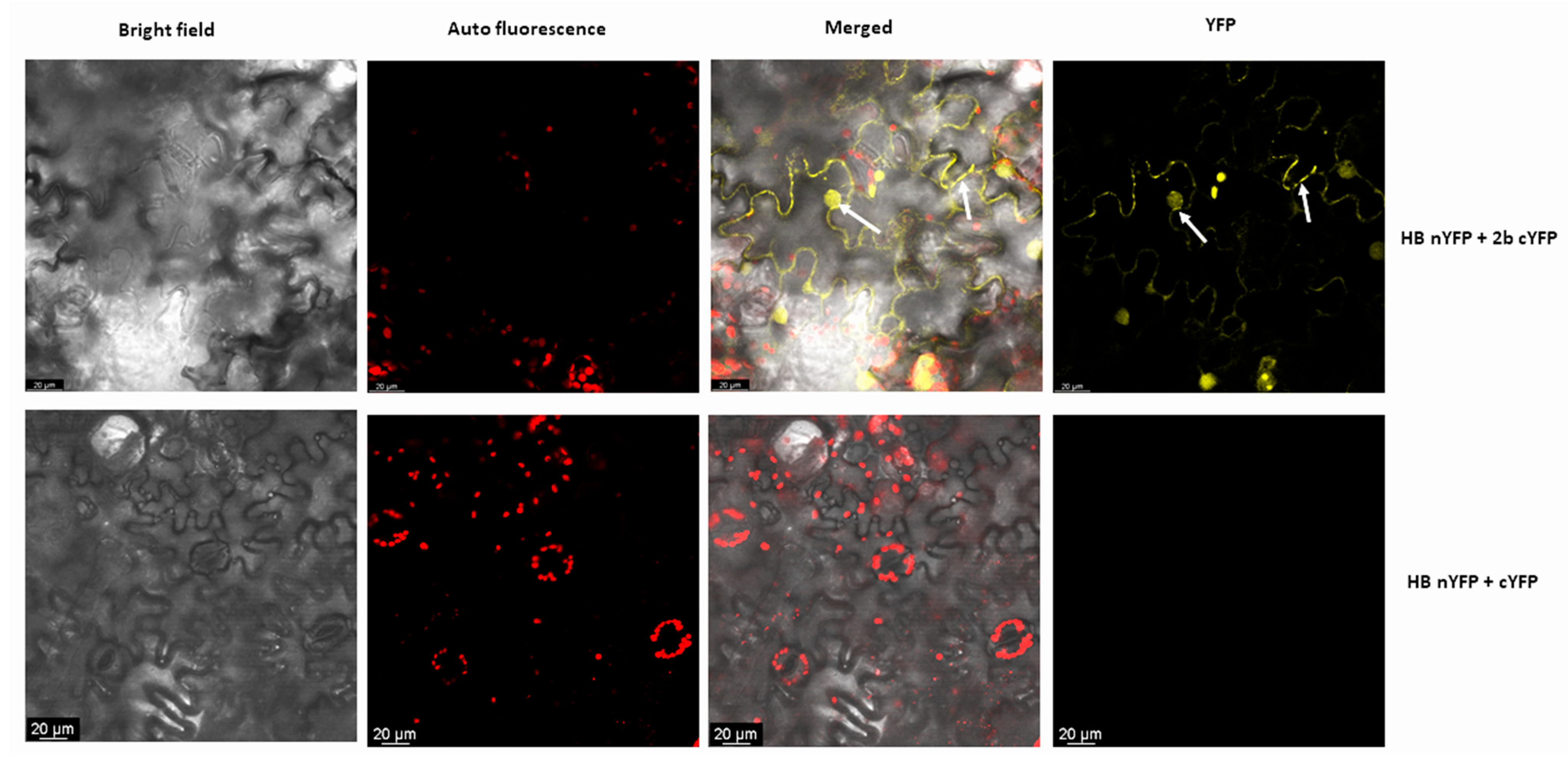Pathogens 11 00788 g002