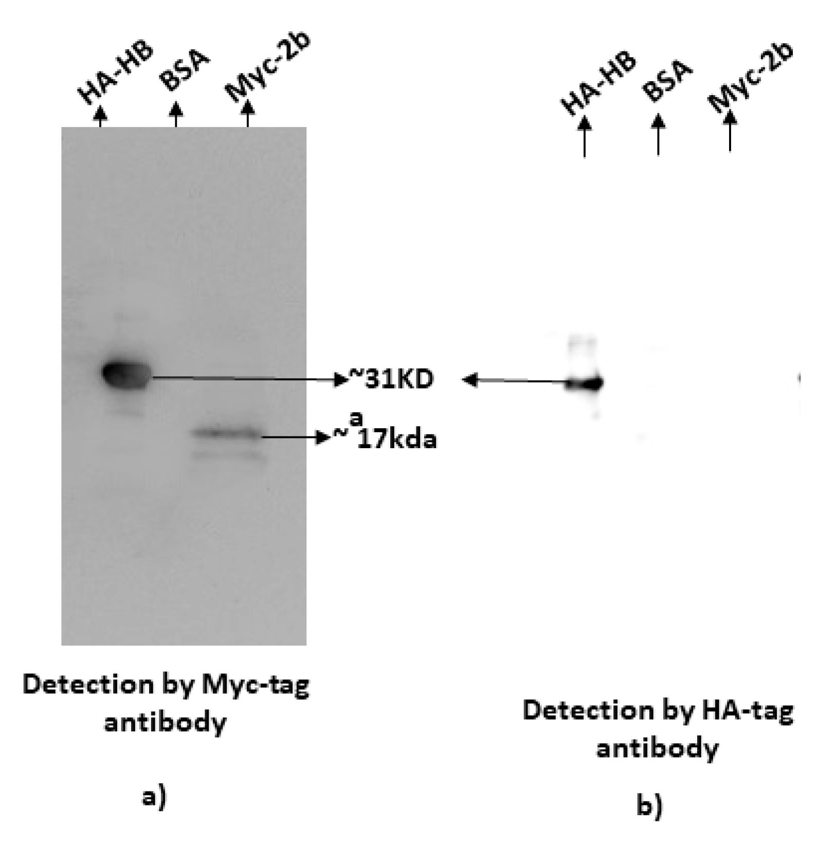 Pathogens 11 00788 g003