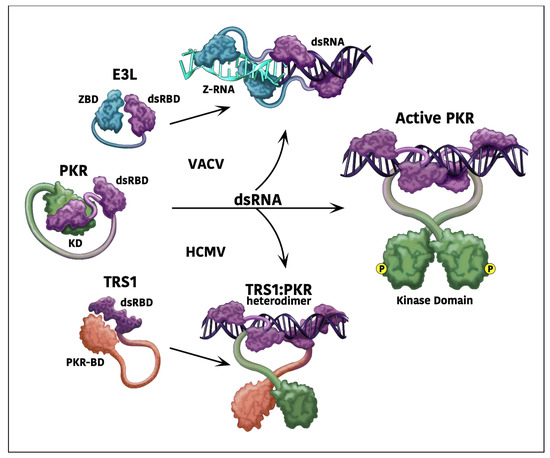 Pathogens 11 00790 g001