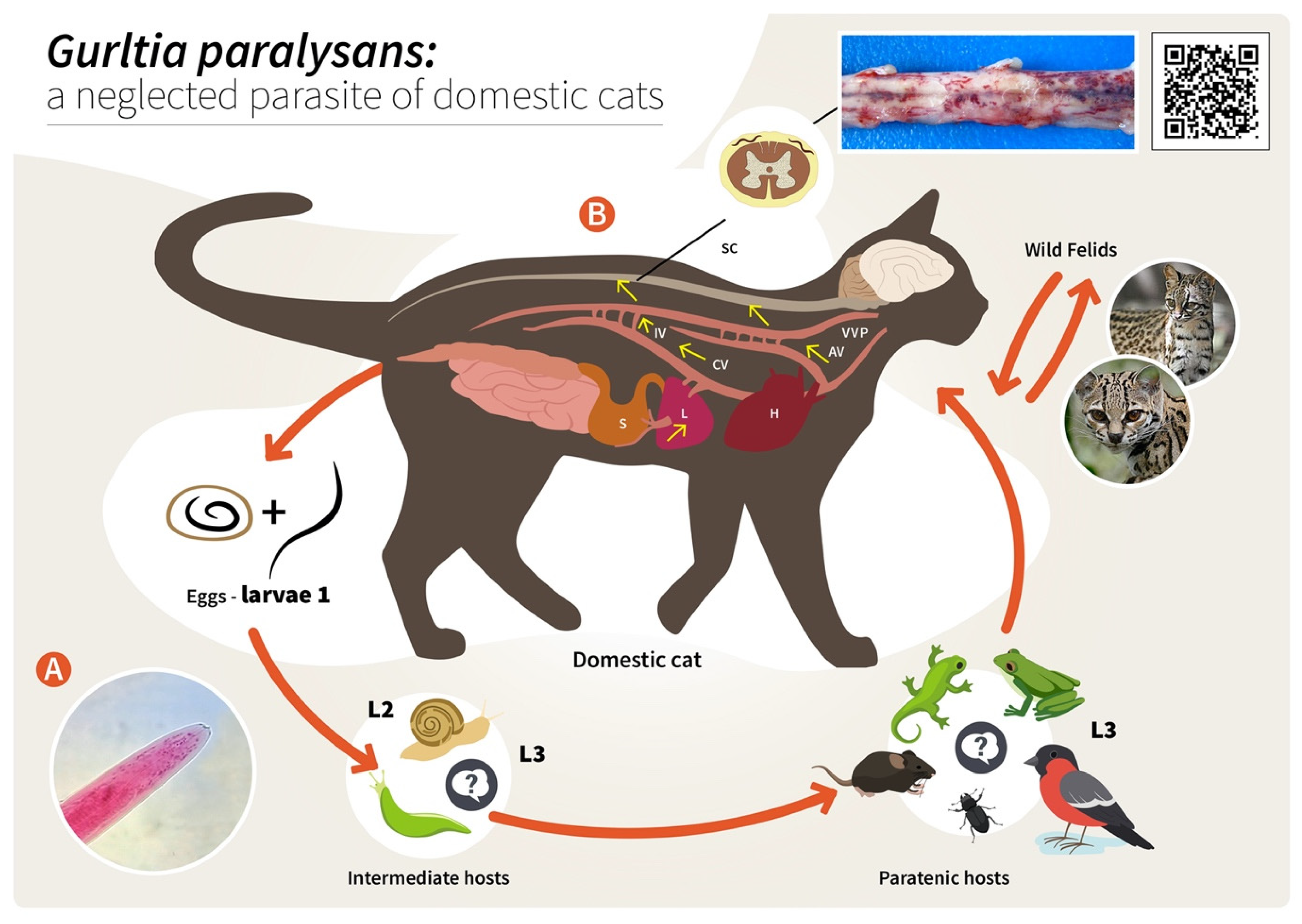 Pathogens 11 00792 g002 Pathogens 11 00792 g002