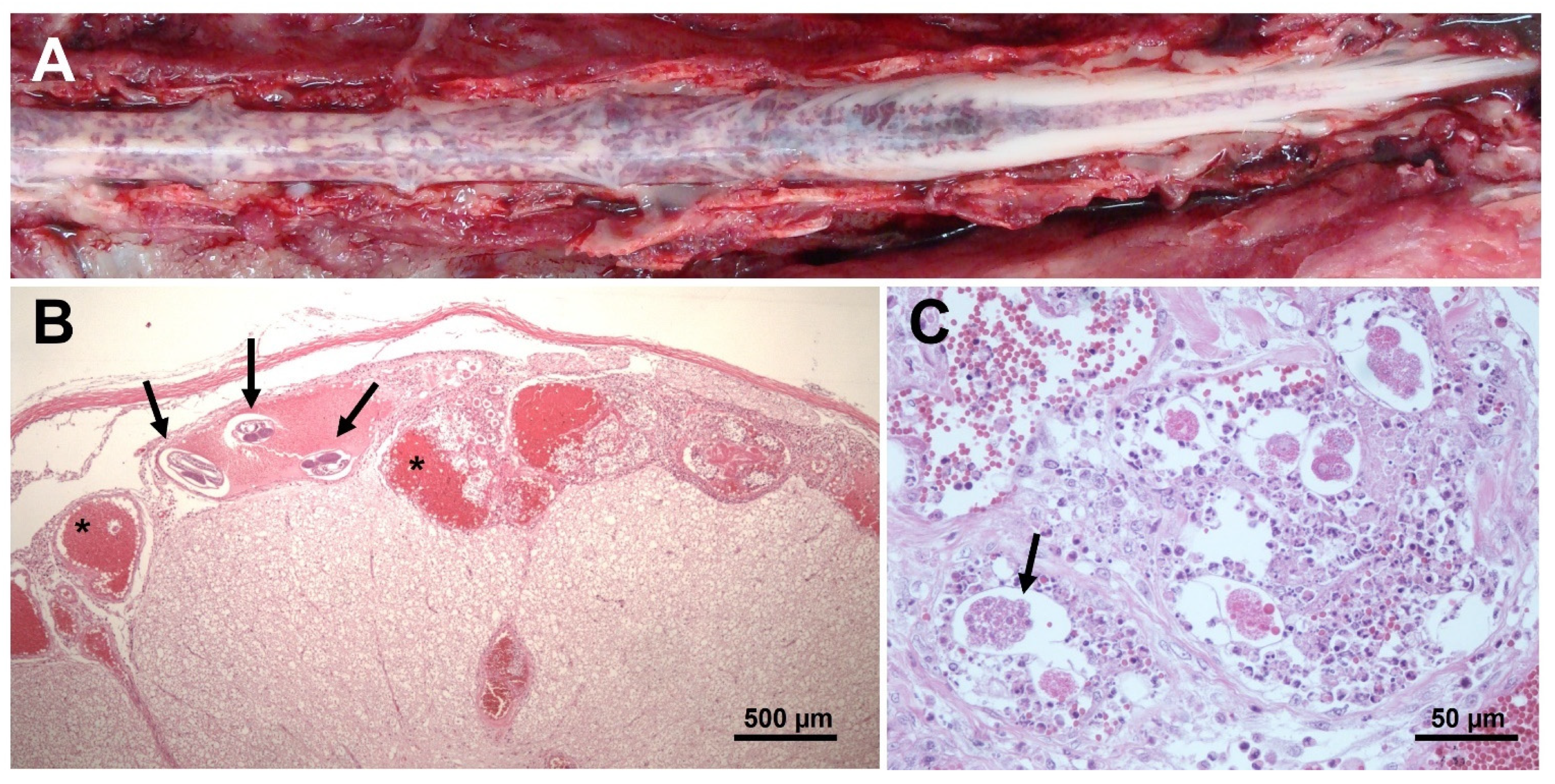 Pathogens 11 00792 g004 Pathogens 11 00792 g004