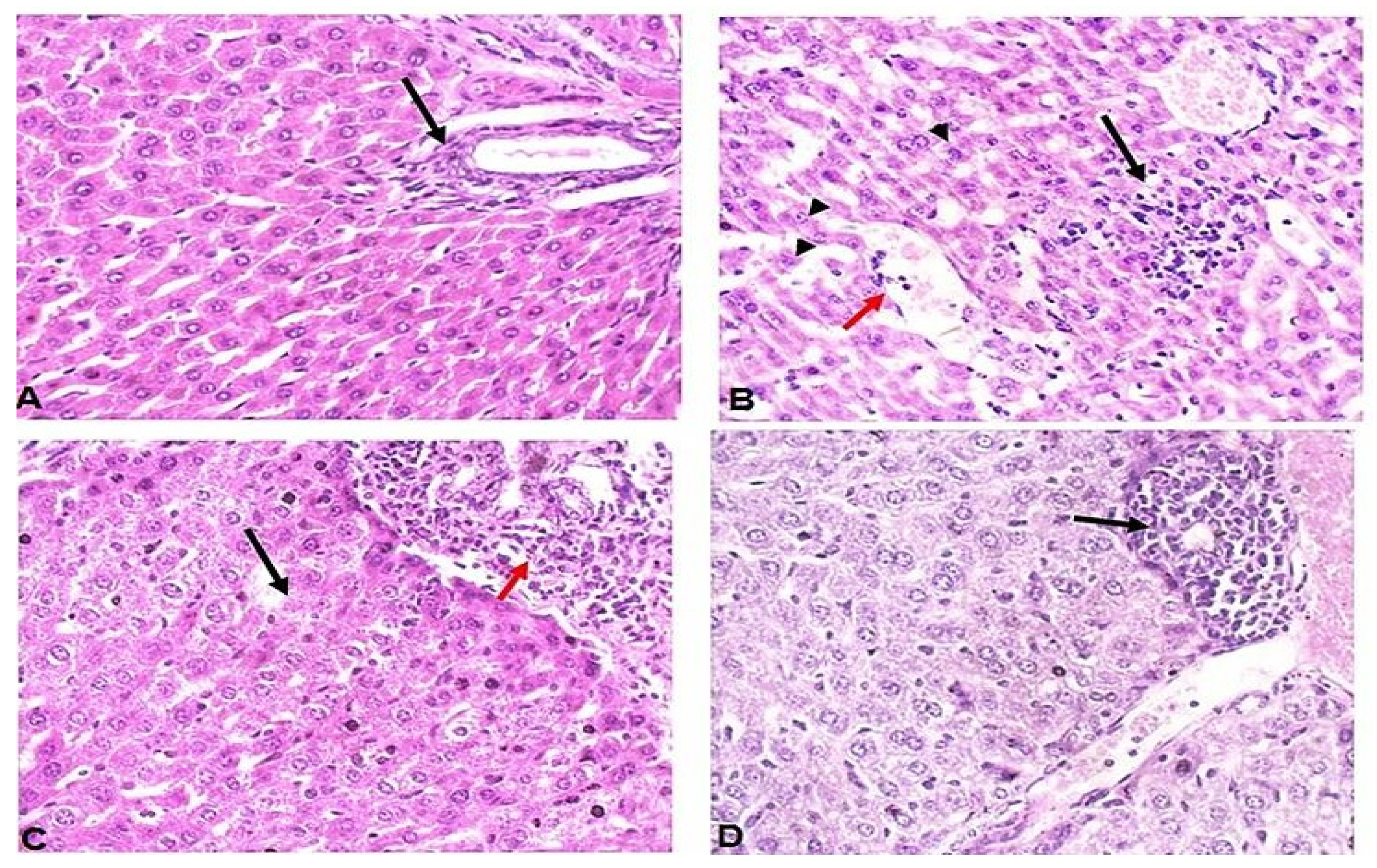 Pathogens 11 00798 g003