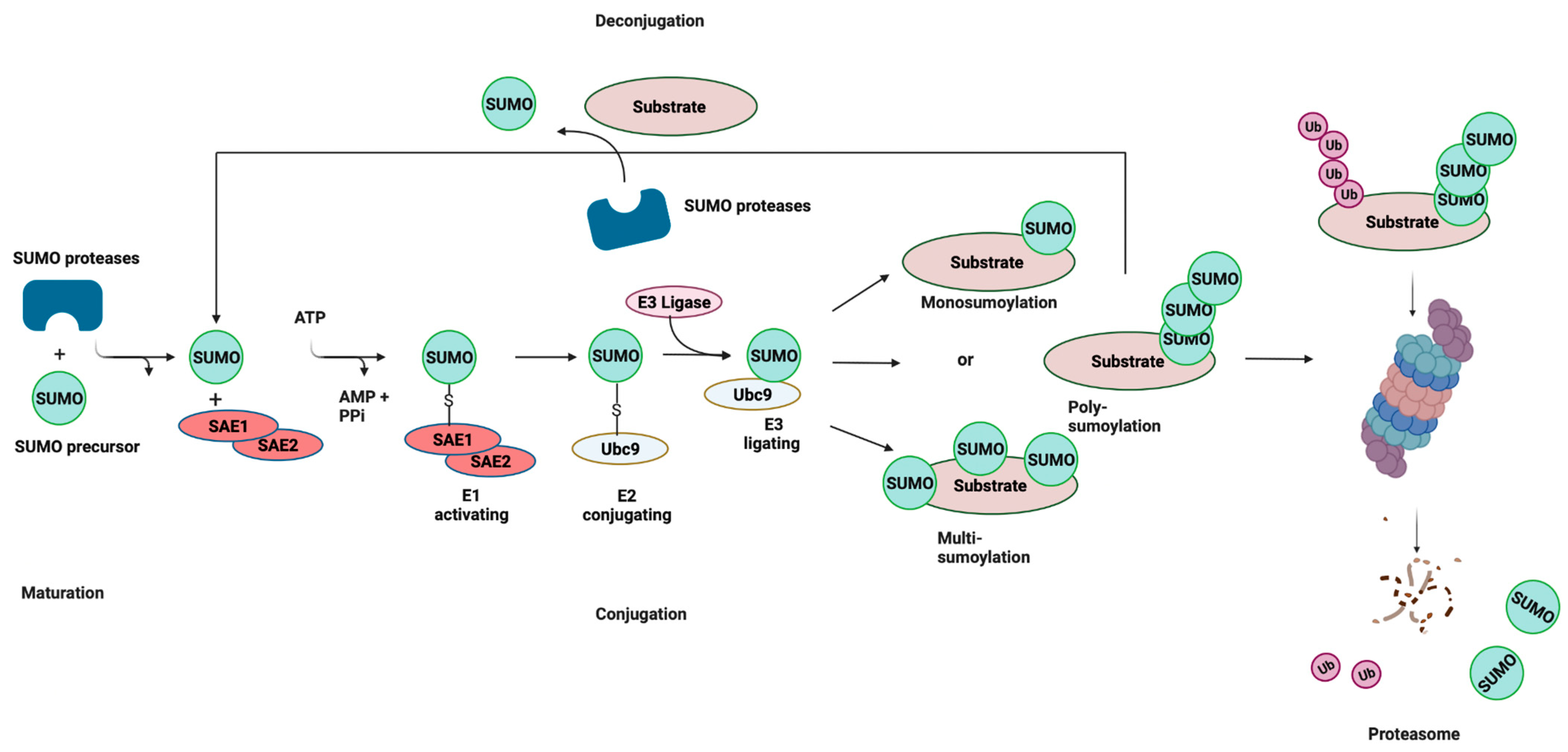 Pathogens 11 00818 g001