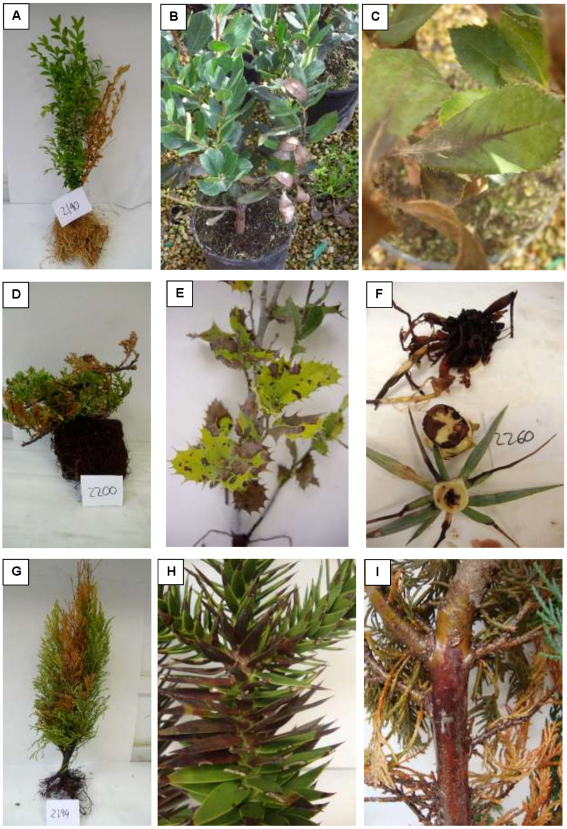 Pathogens 11 00826 g002