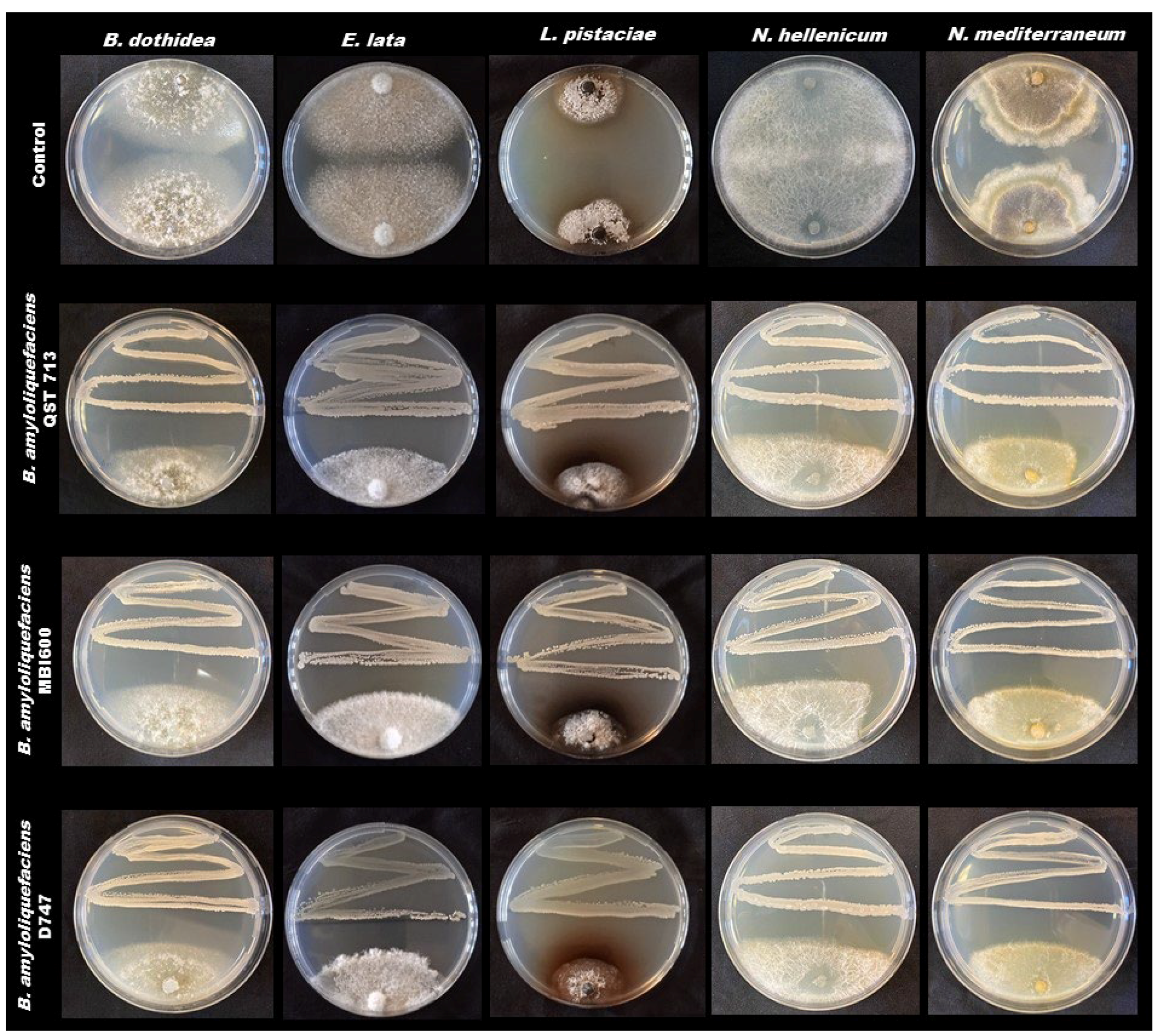 Pathogens 11 00829 g002