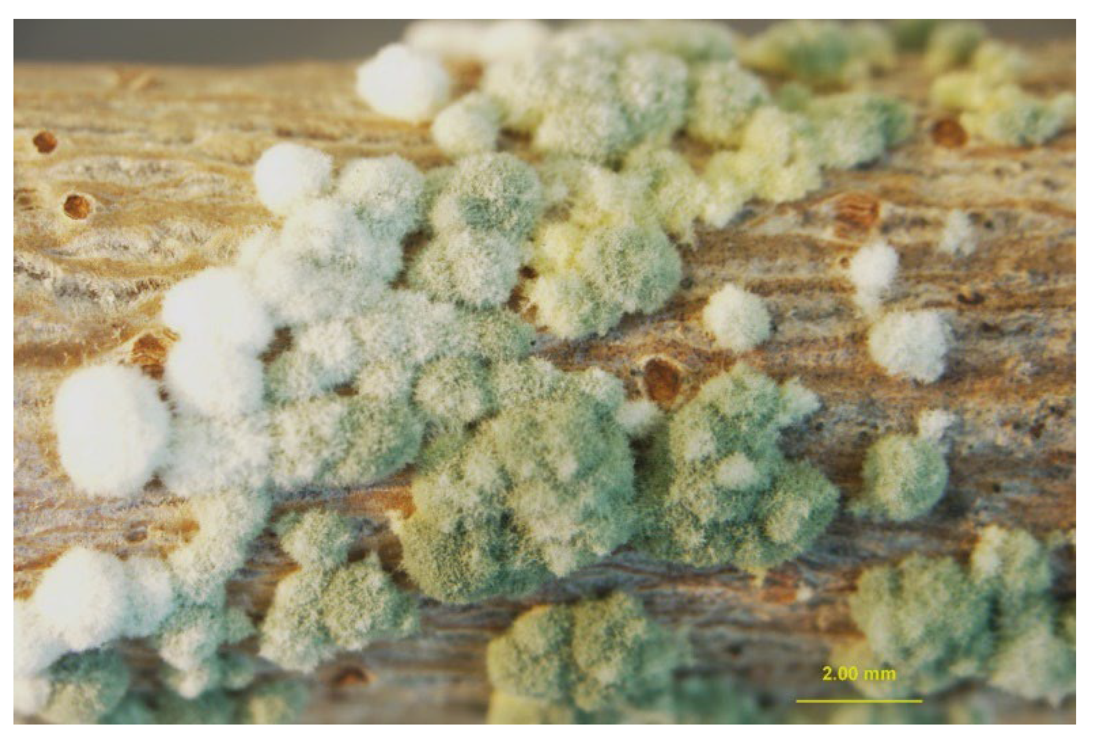 Pathogens 11 00829 g003