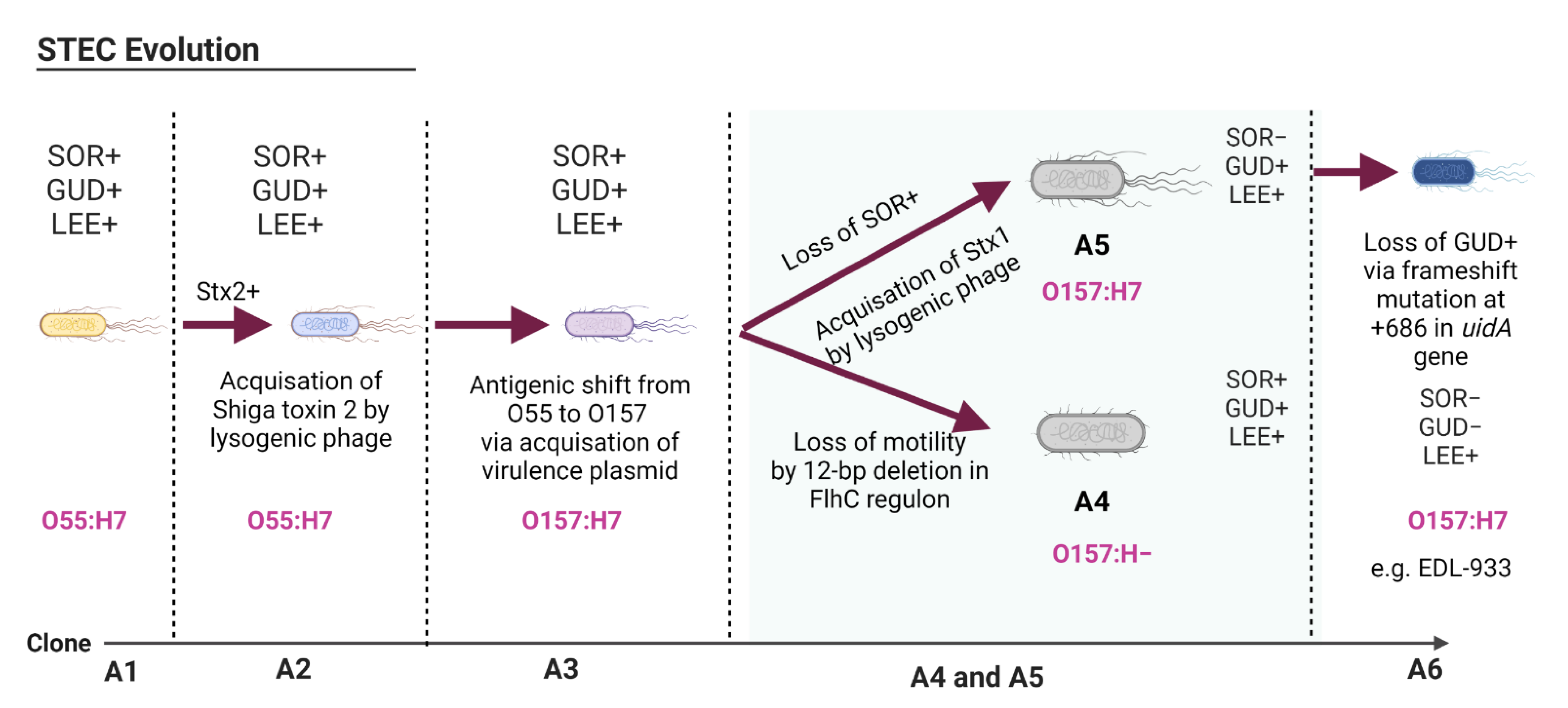 Pathogens 11 00837 g001