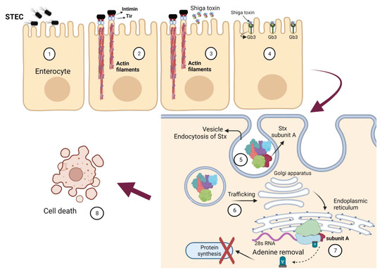 Pathogens 11 00837 g004