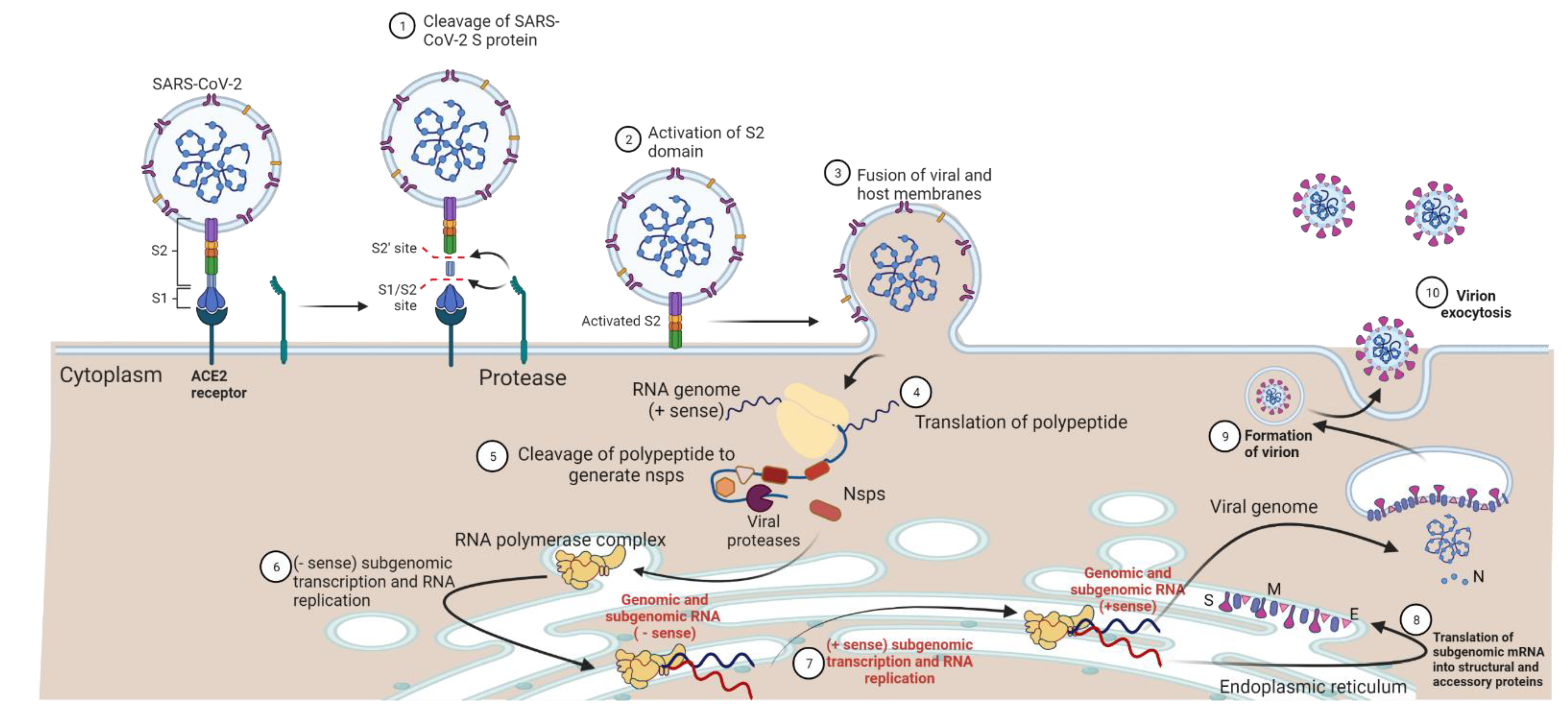 Pathogens 11 00837 g005