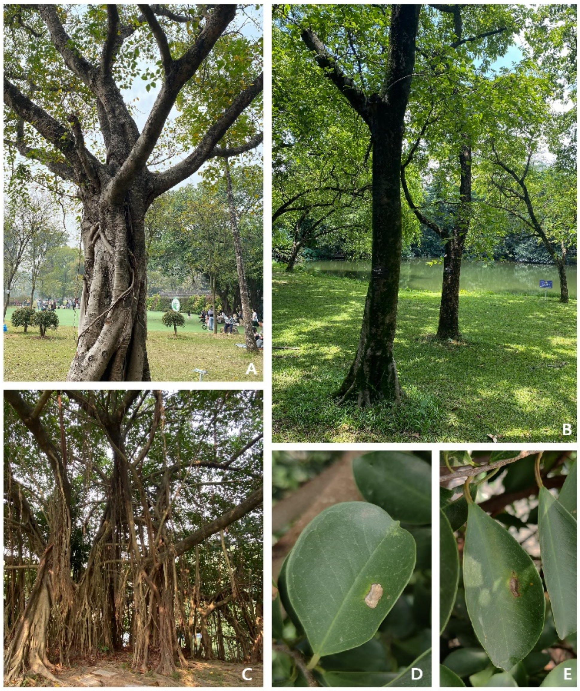 Pathogens 11 00840 g001