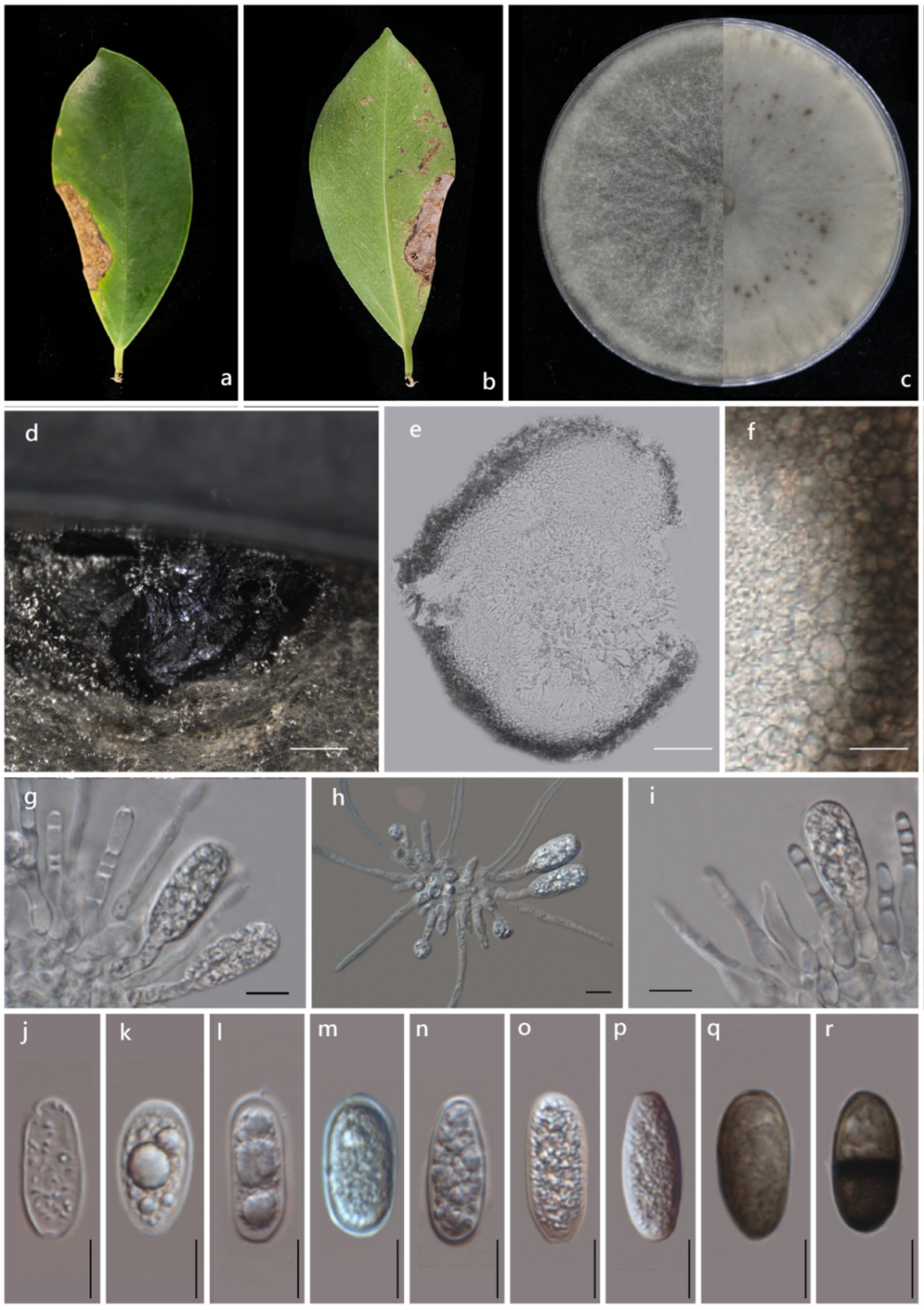 Pathogens 11 00840 g003