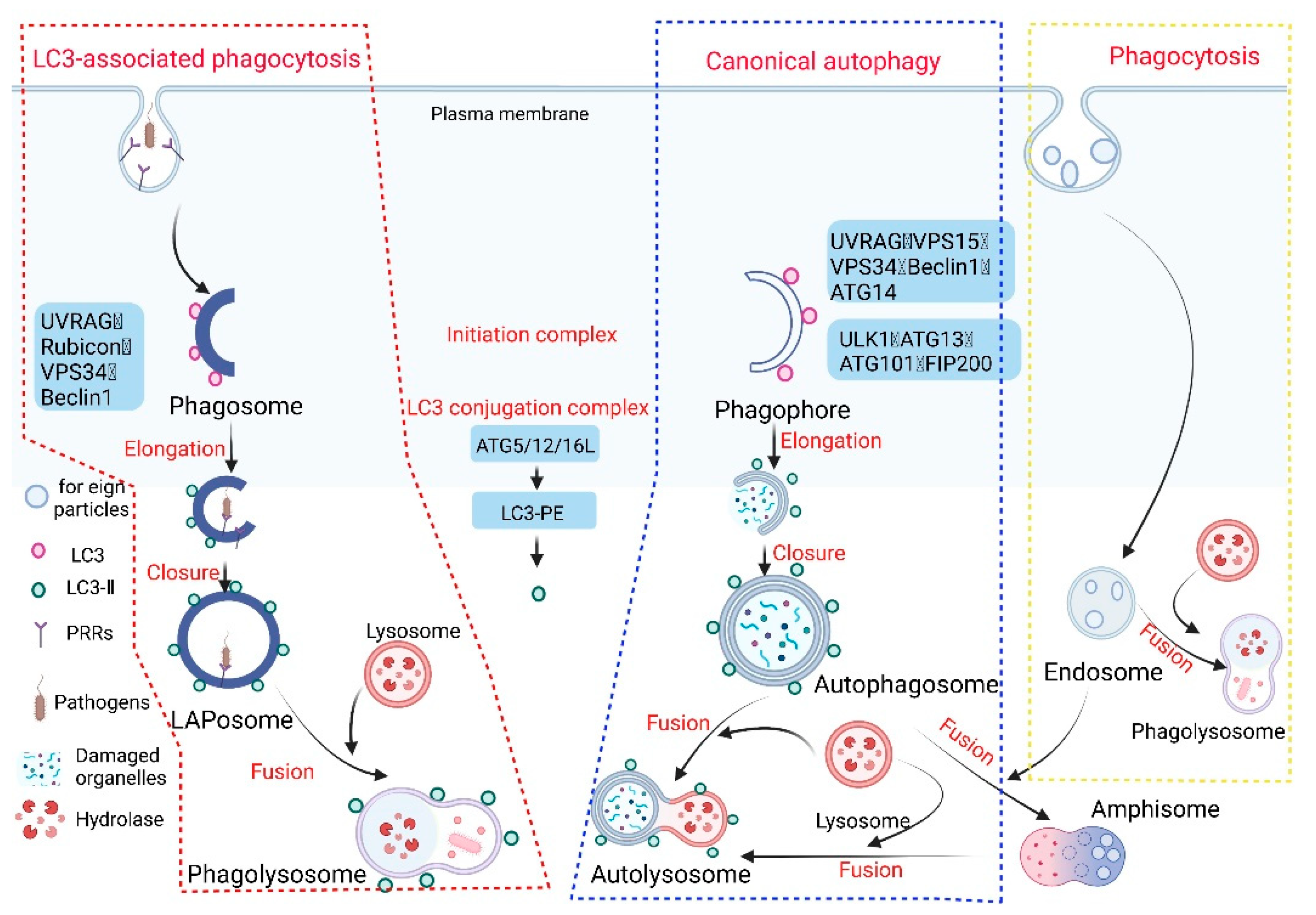 Pathogens 11 00863 g001