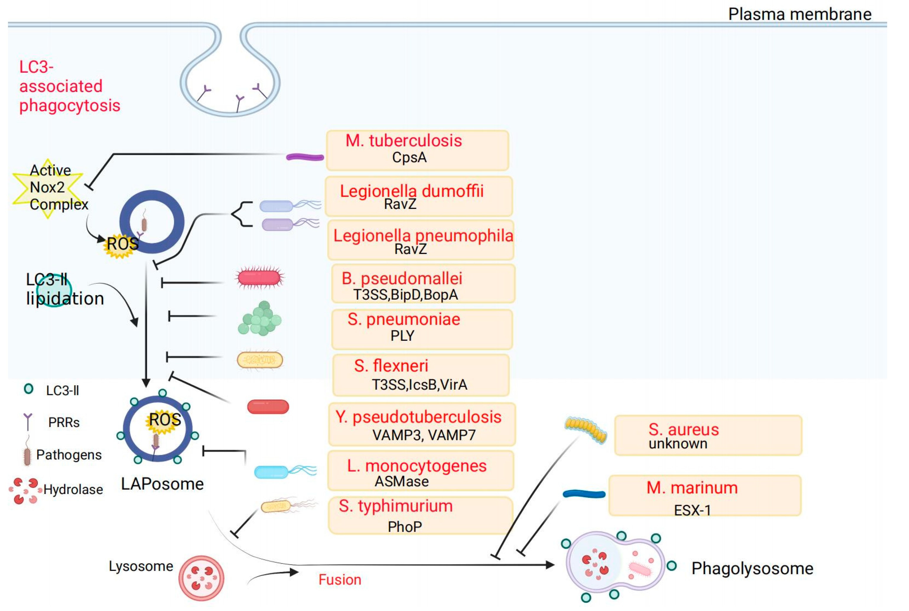 Pathogens 11 00863 g004