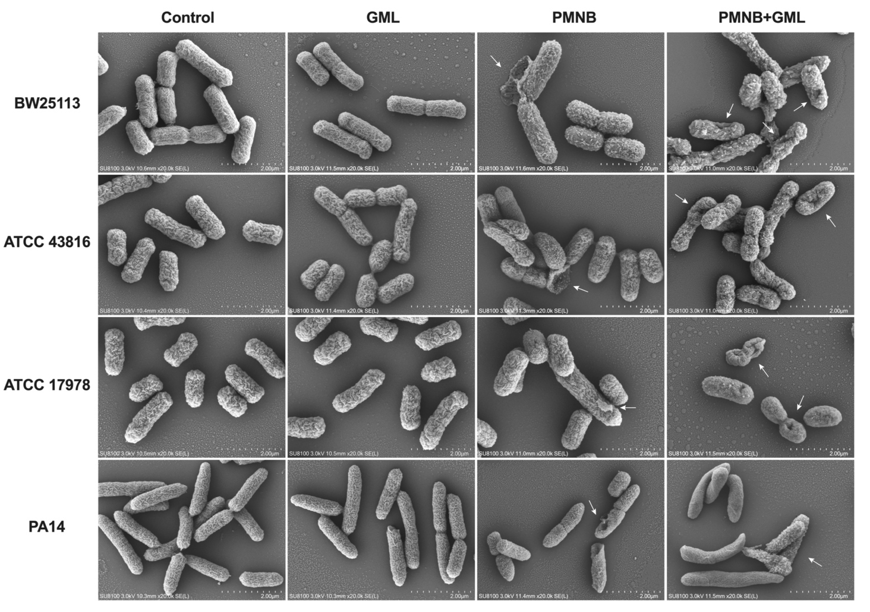 Pathogens 11 00874 g004 Pathogens 11 00874 g004