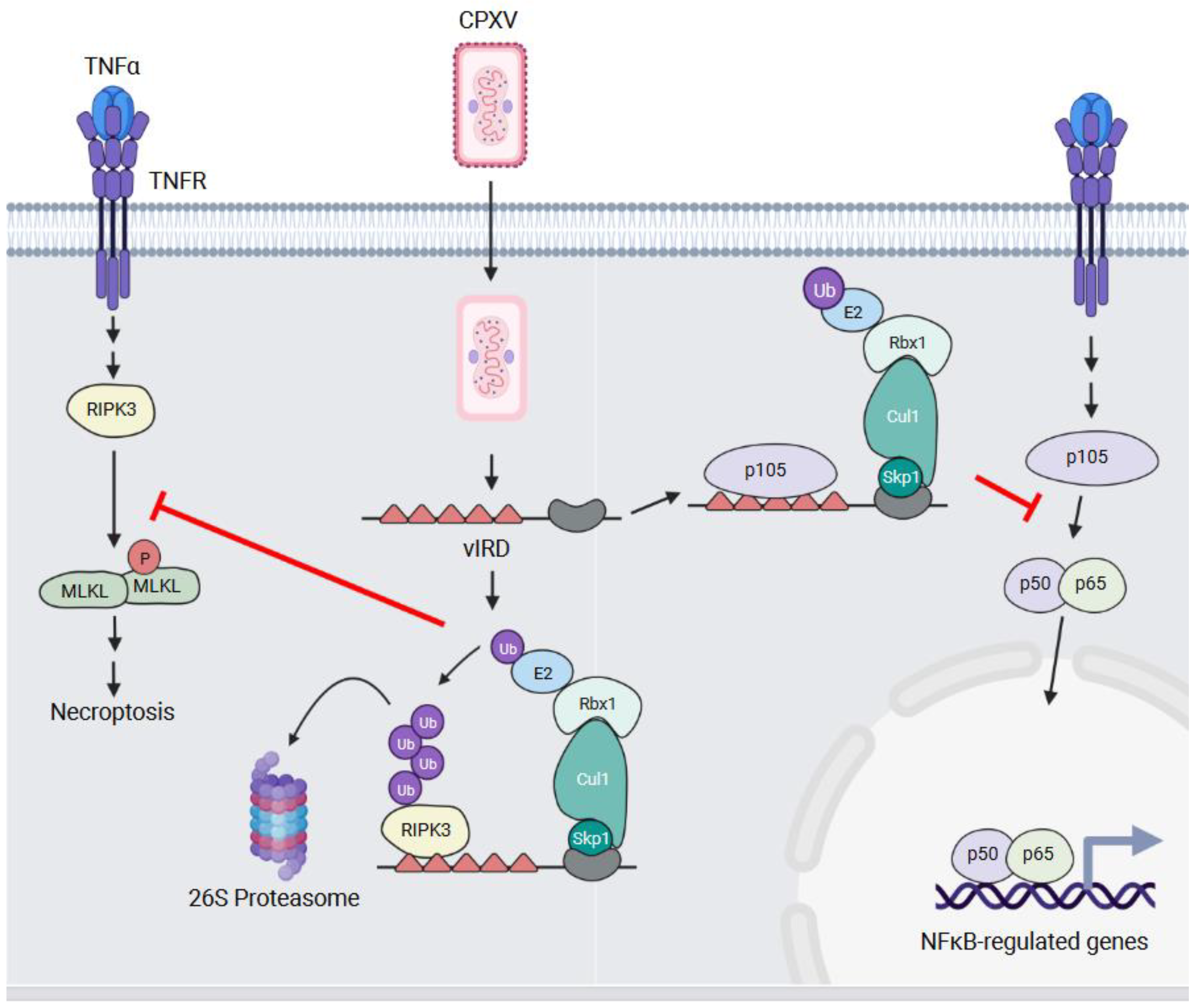 Pathogens 11 00875 g005 Pathogens 11 00875 g005