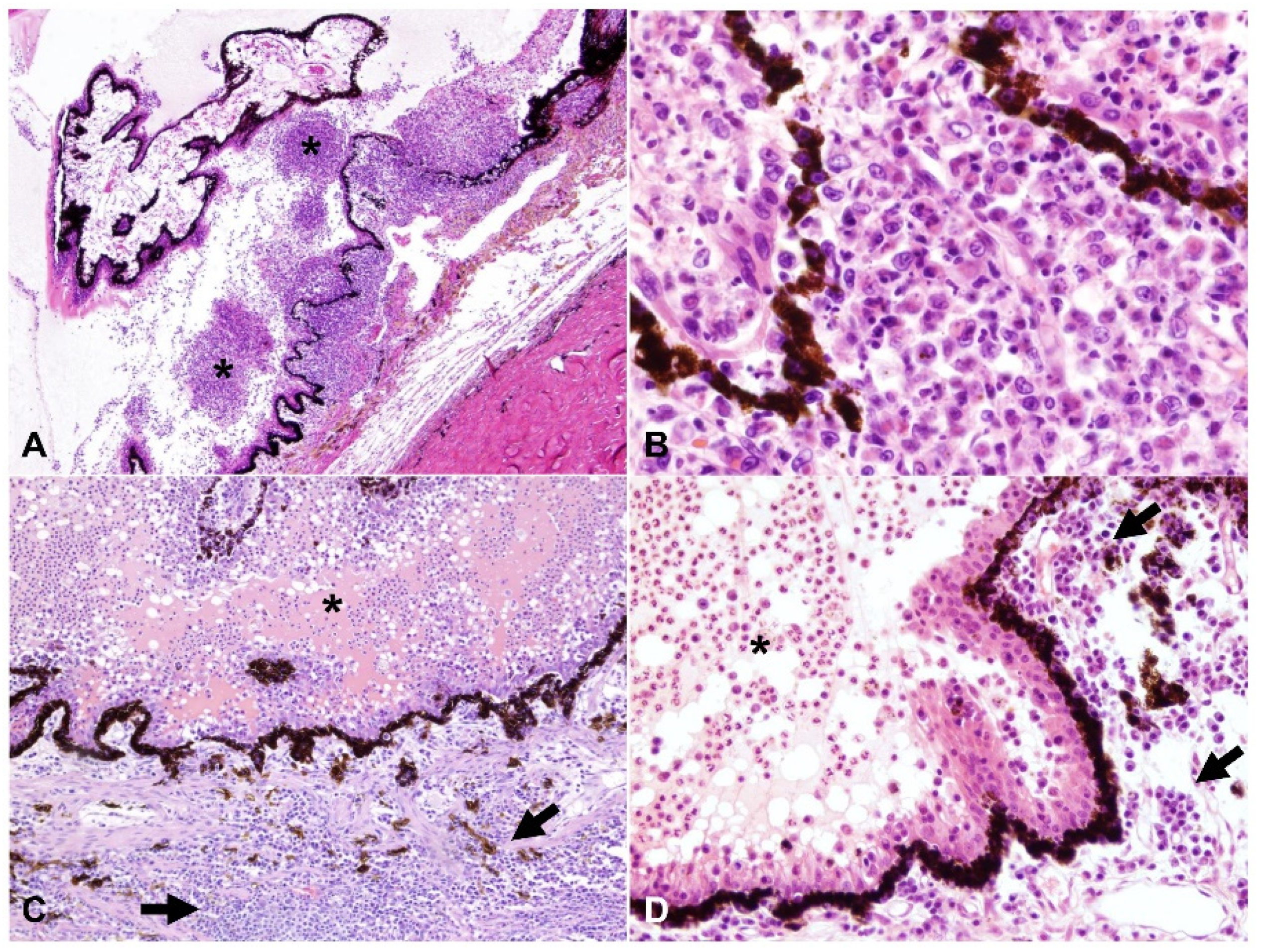 Pathogens 11 00883 g002