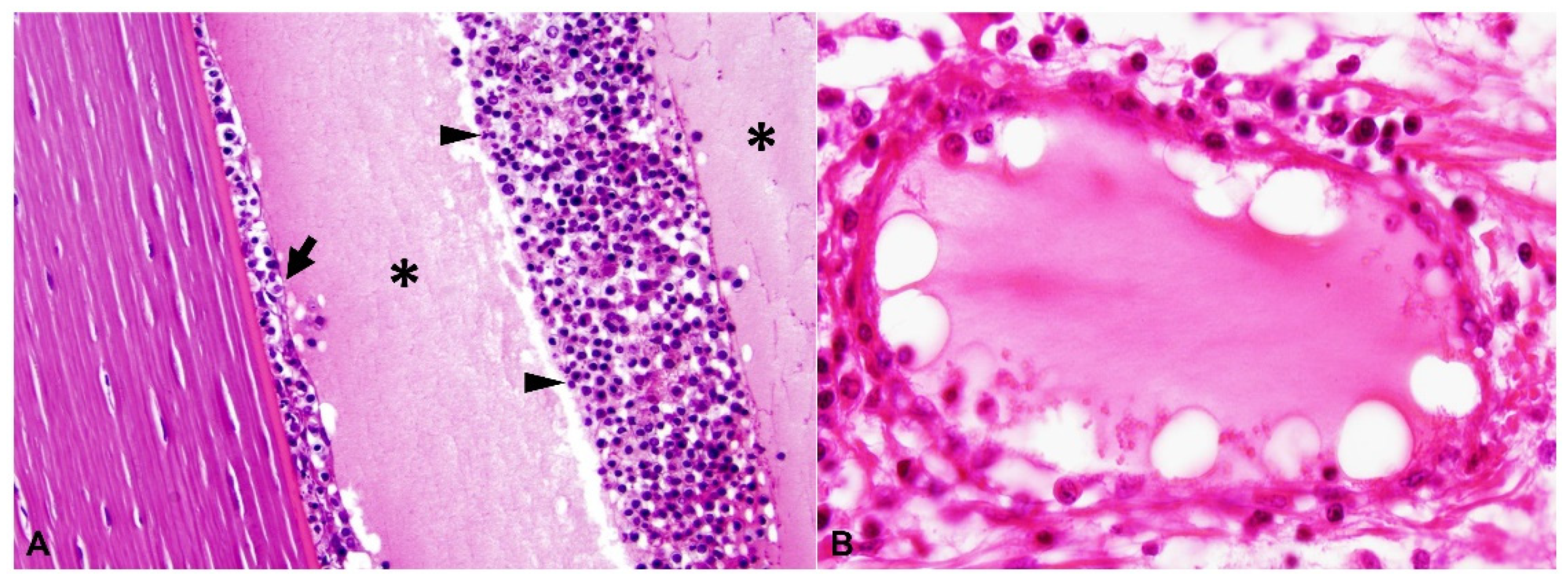 Pathogens 11 00883 g006