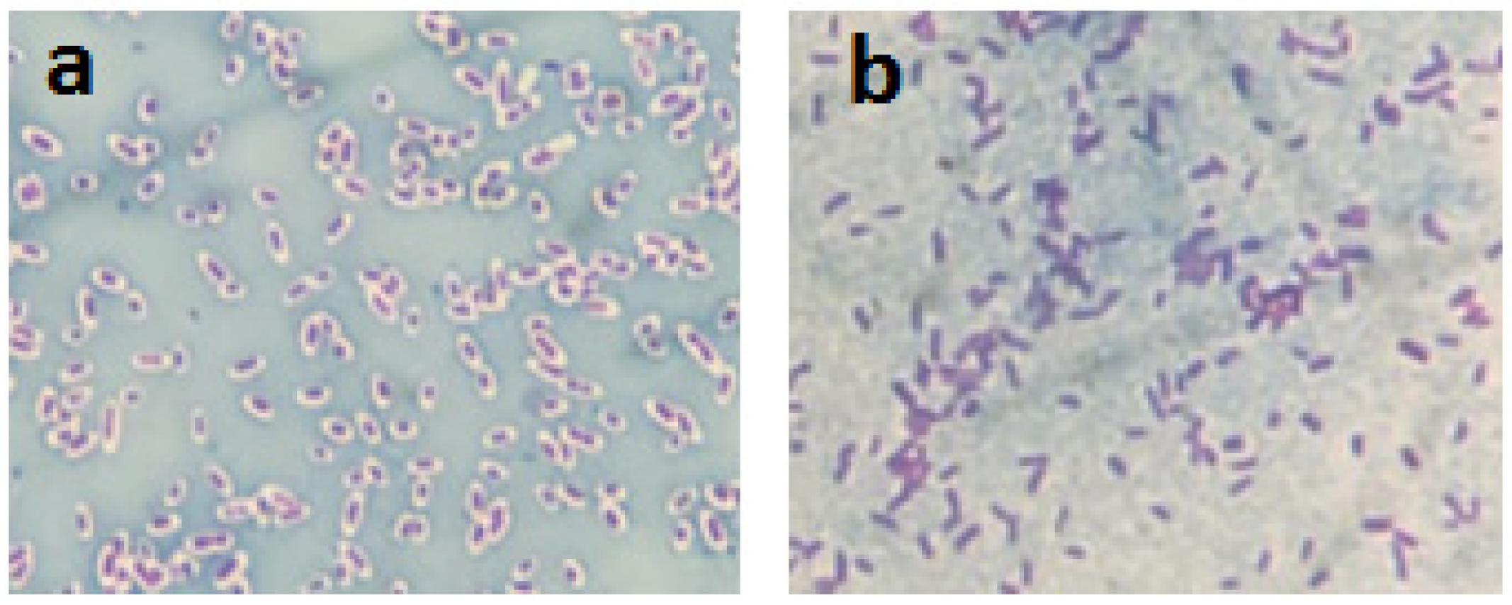 Pathogens 11 00895 g001 Pathogens 11 00895 g001