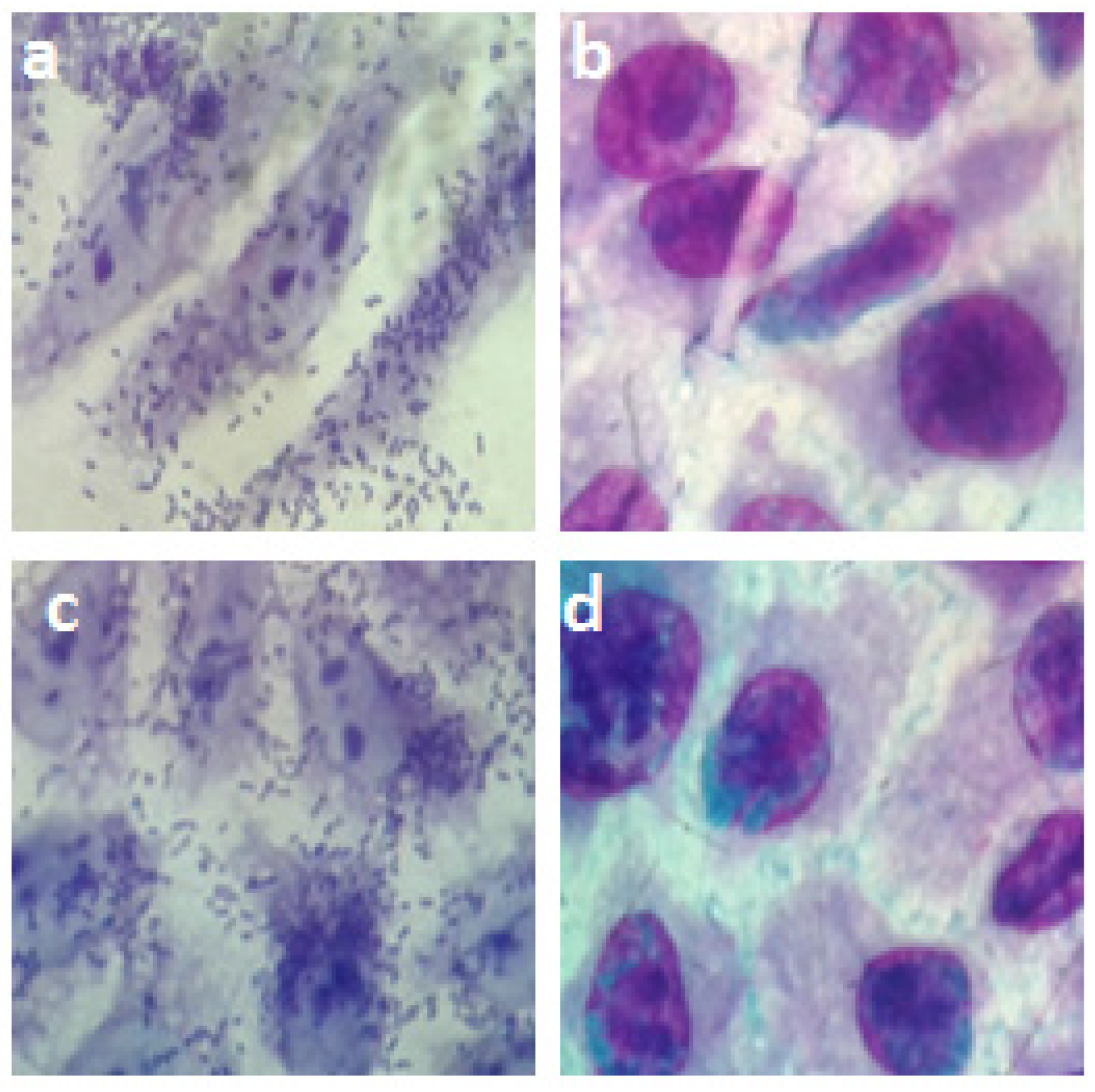 Pathogens 11 00895 g006 Pathogens 11 00895 g006