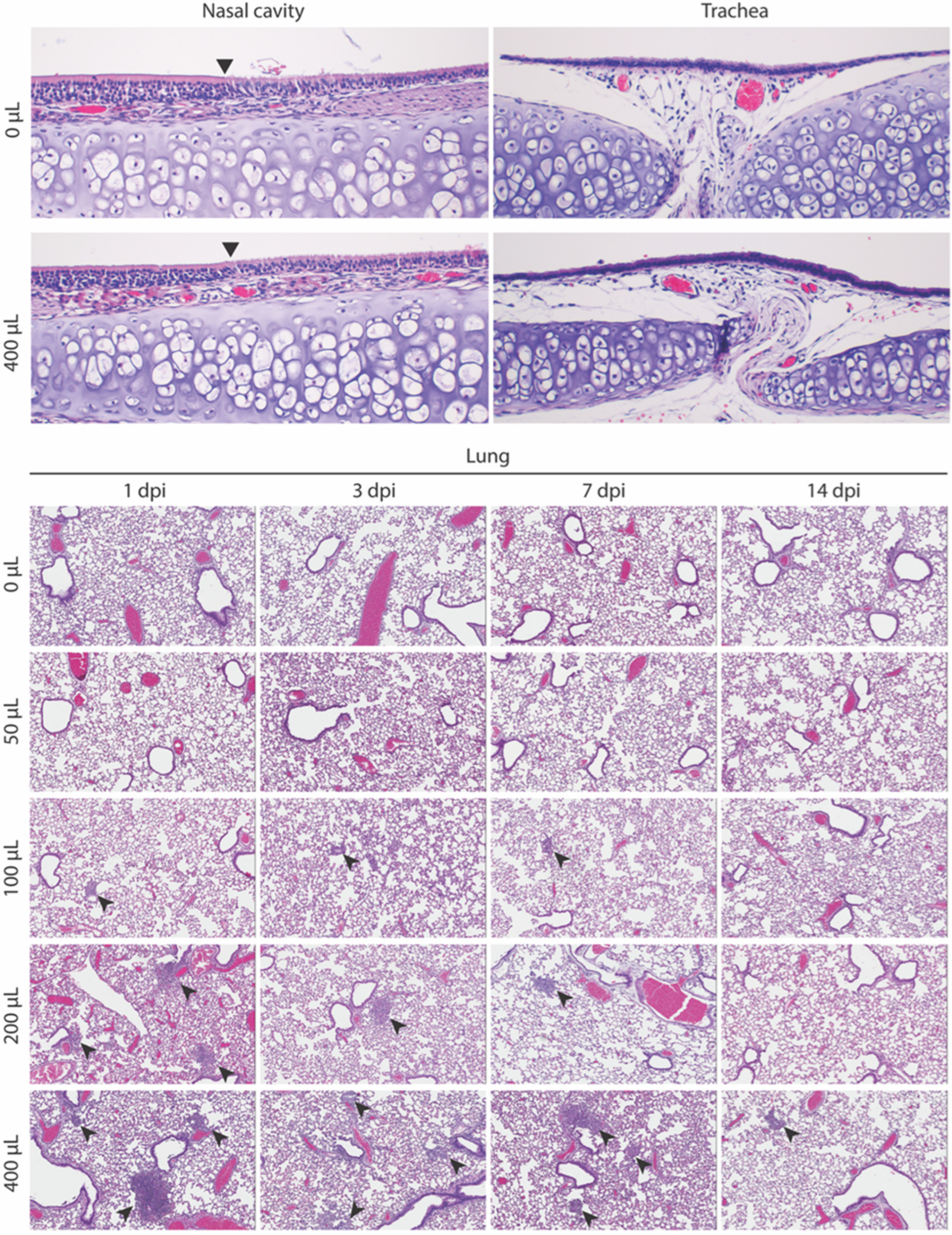 Pathogens 11 00898 g004