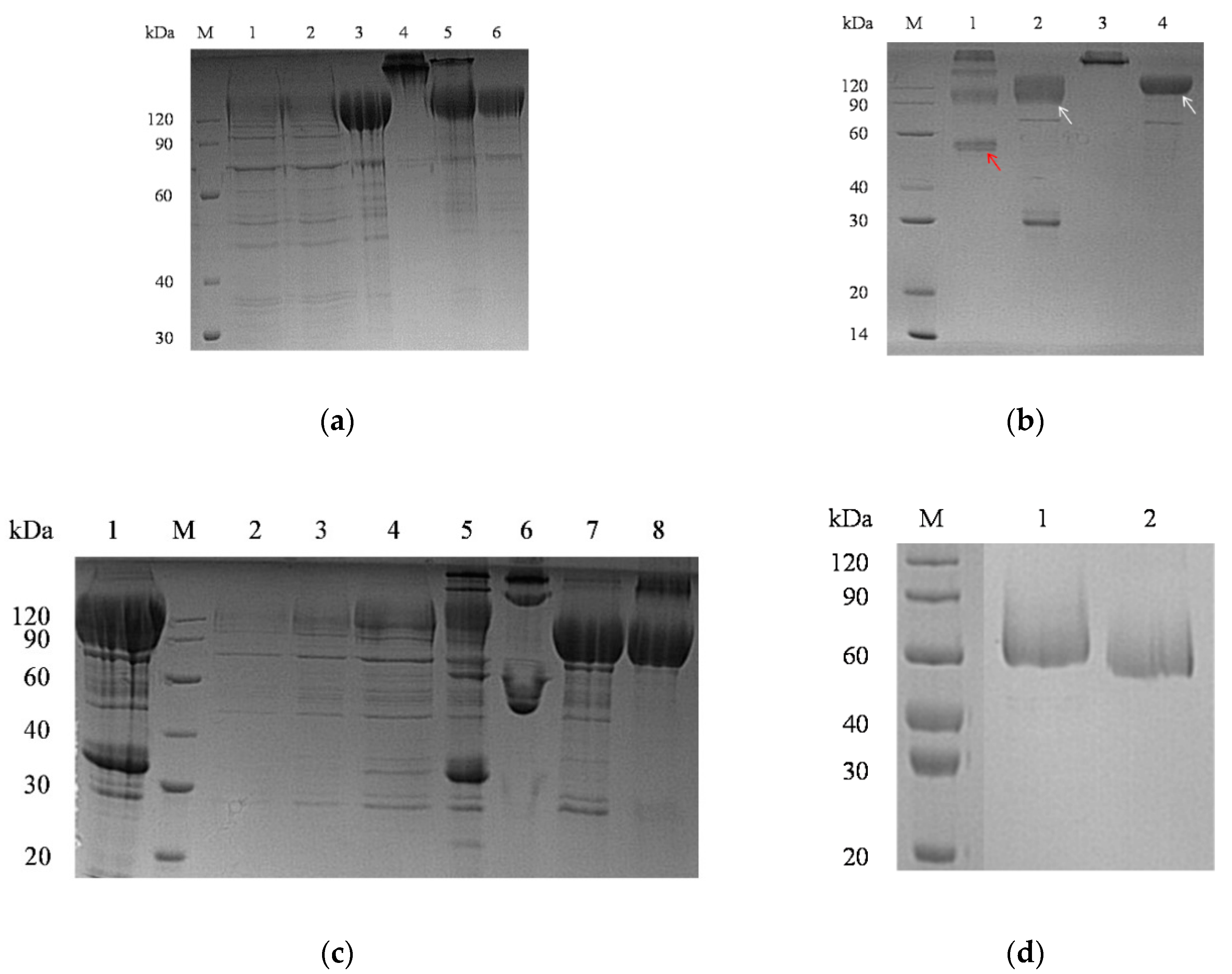 Pathogens 11 00910 g002