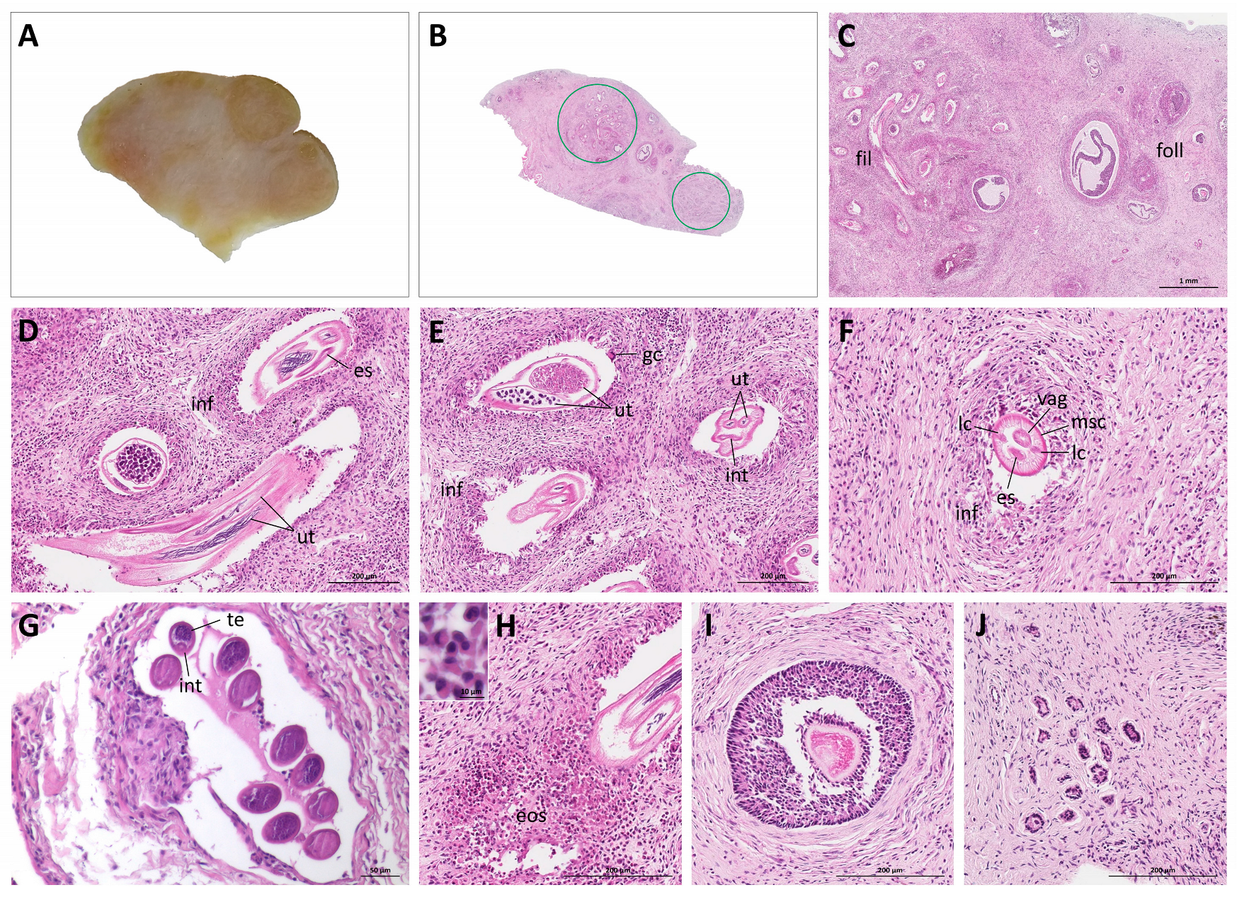 Pathogens 11 00918 g002