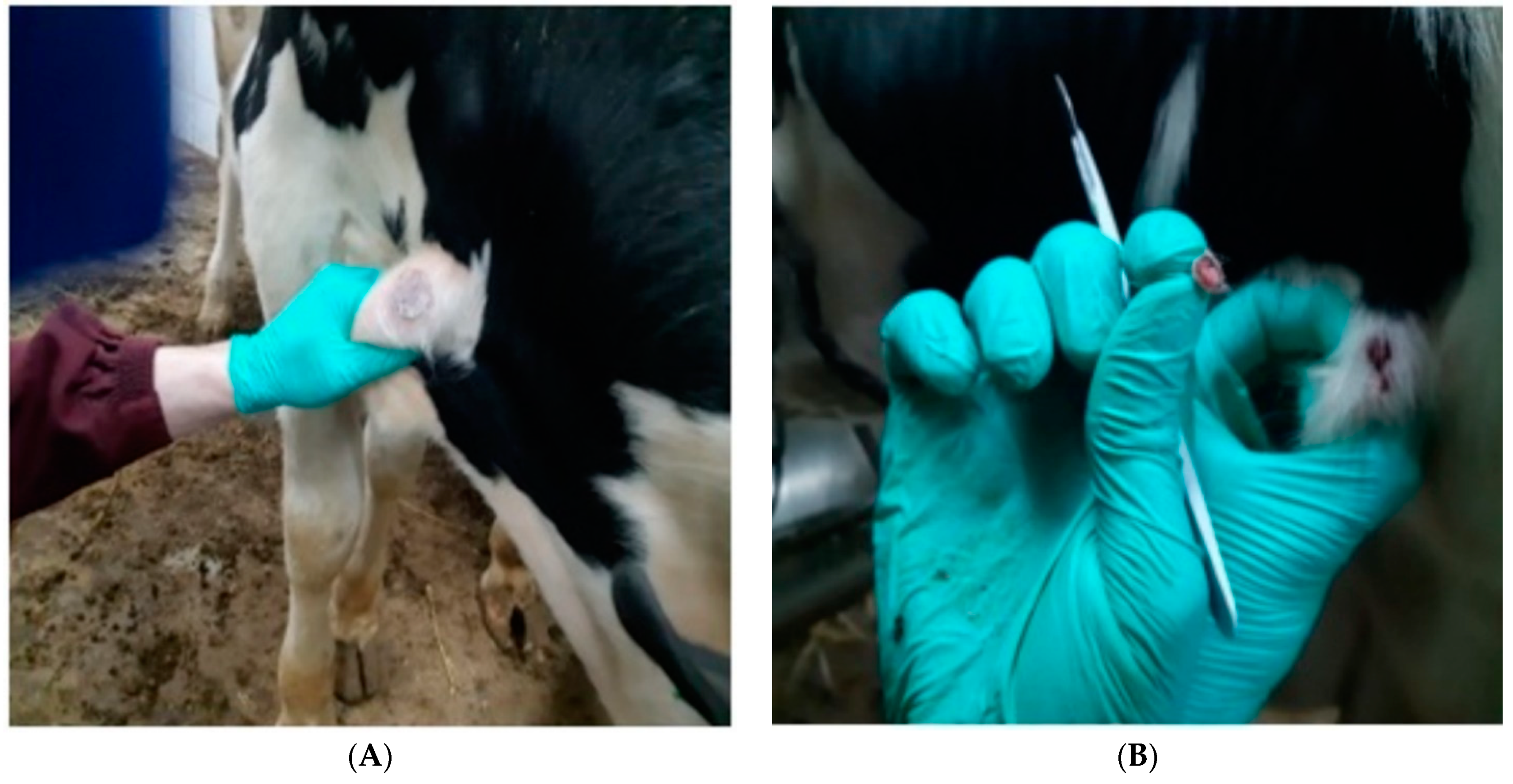 Pathogens 11 00920 g002