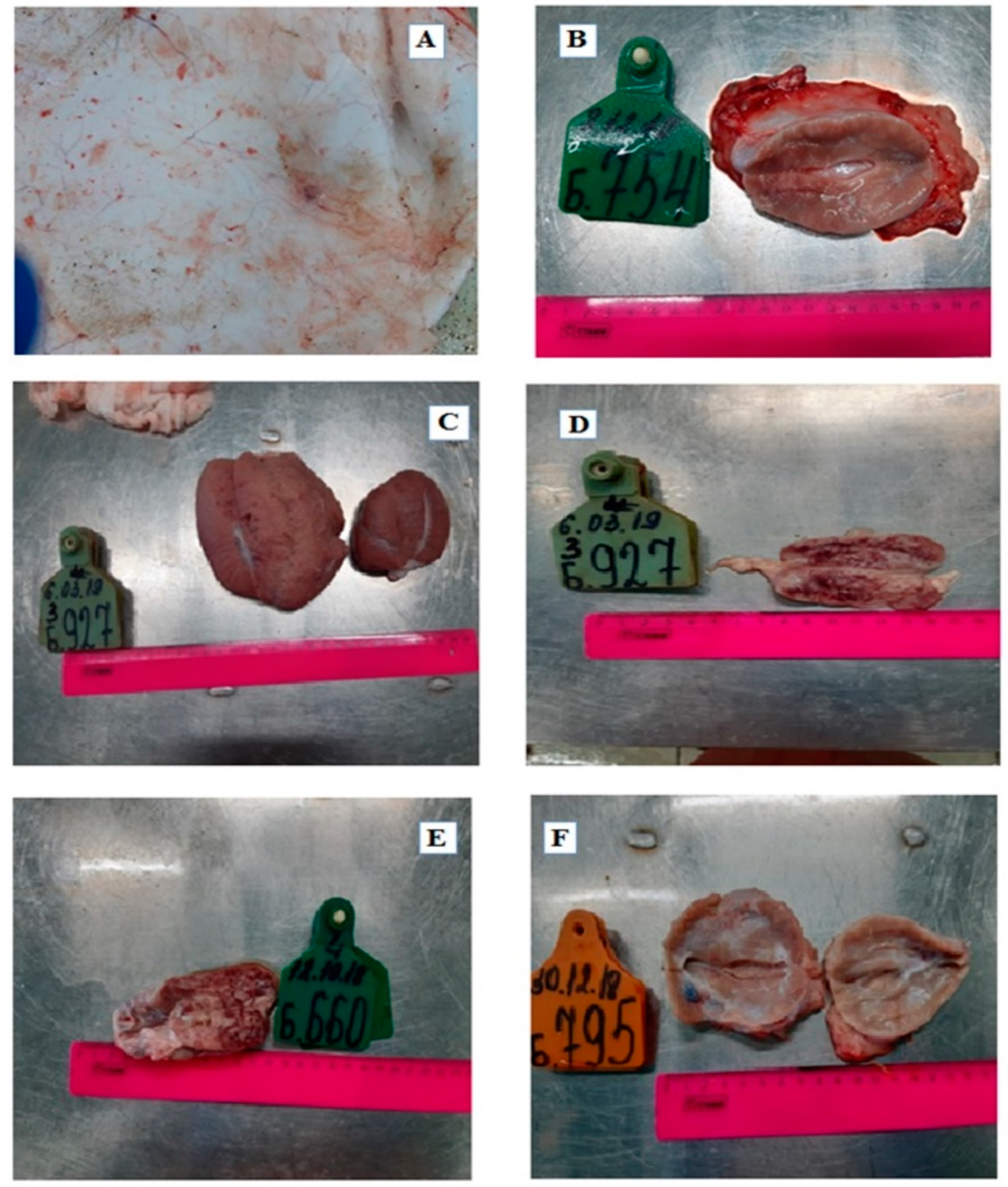 Pathogens 11 00920 g004