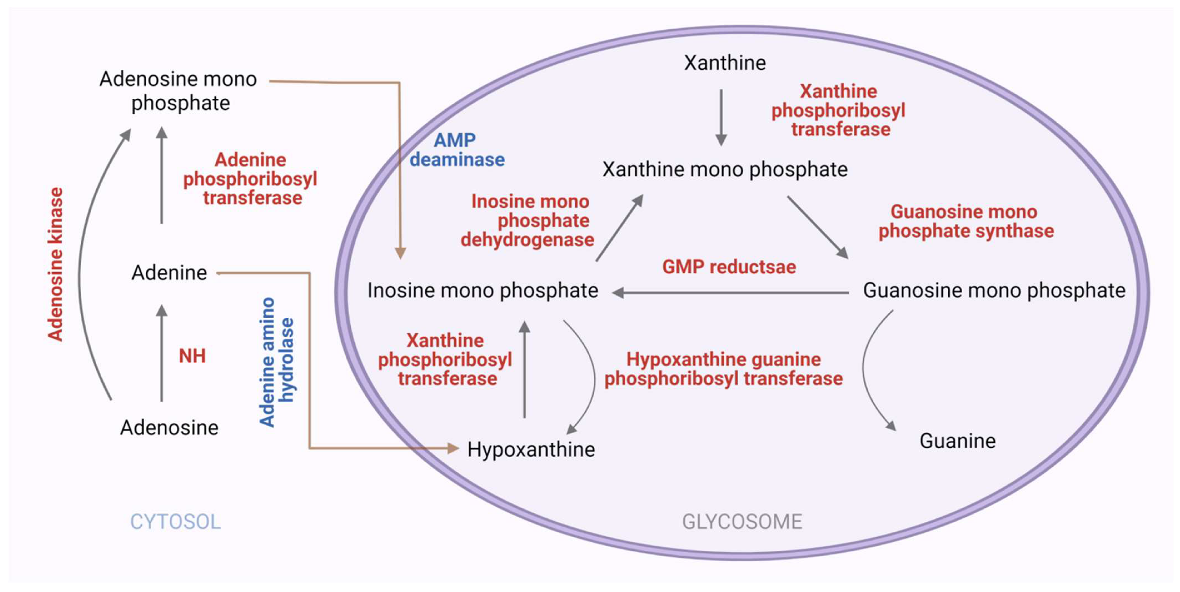 Pathogens 11 00950 g007