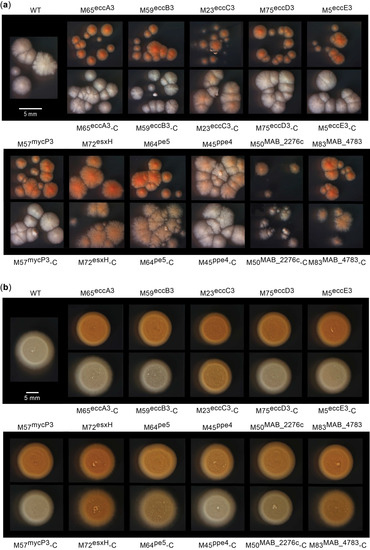 Pathogens 11 00953 g004