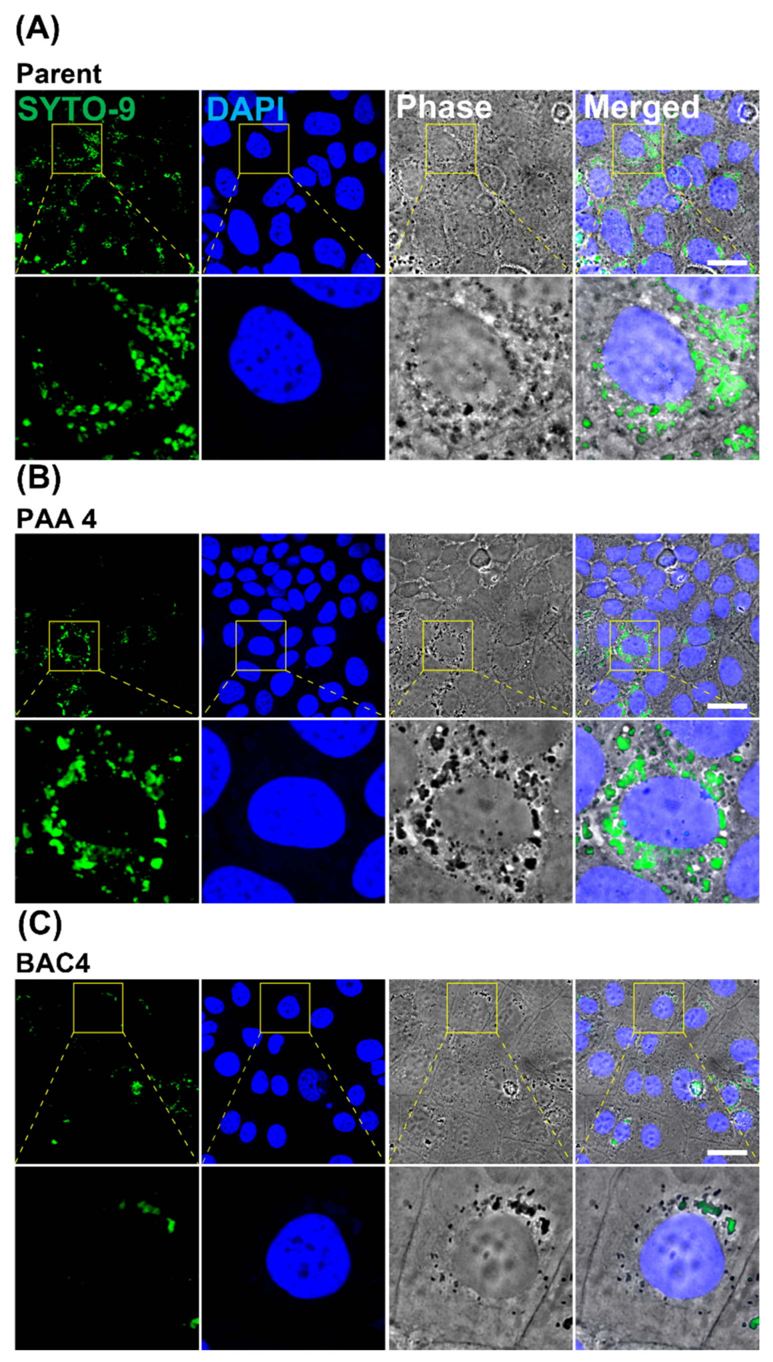 Pathogens 11 00961 g004