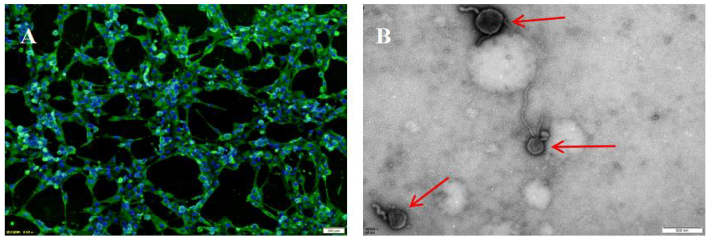 Pathogens 11 00962 g002