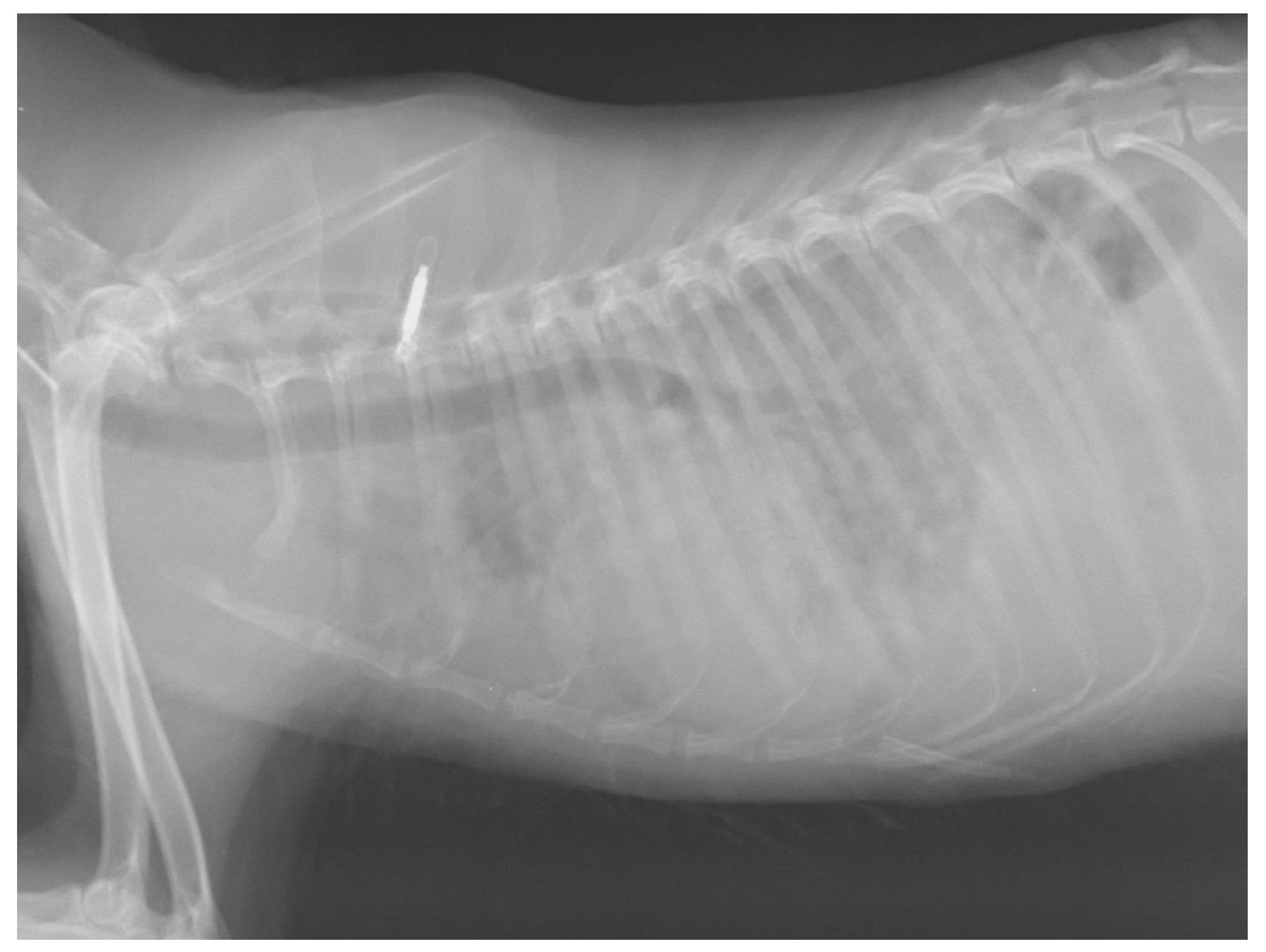 Pathogens 11 00965 g001