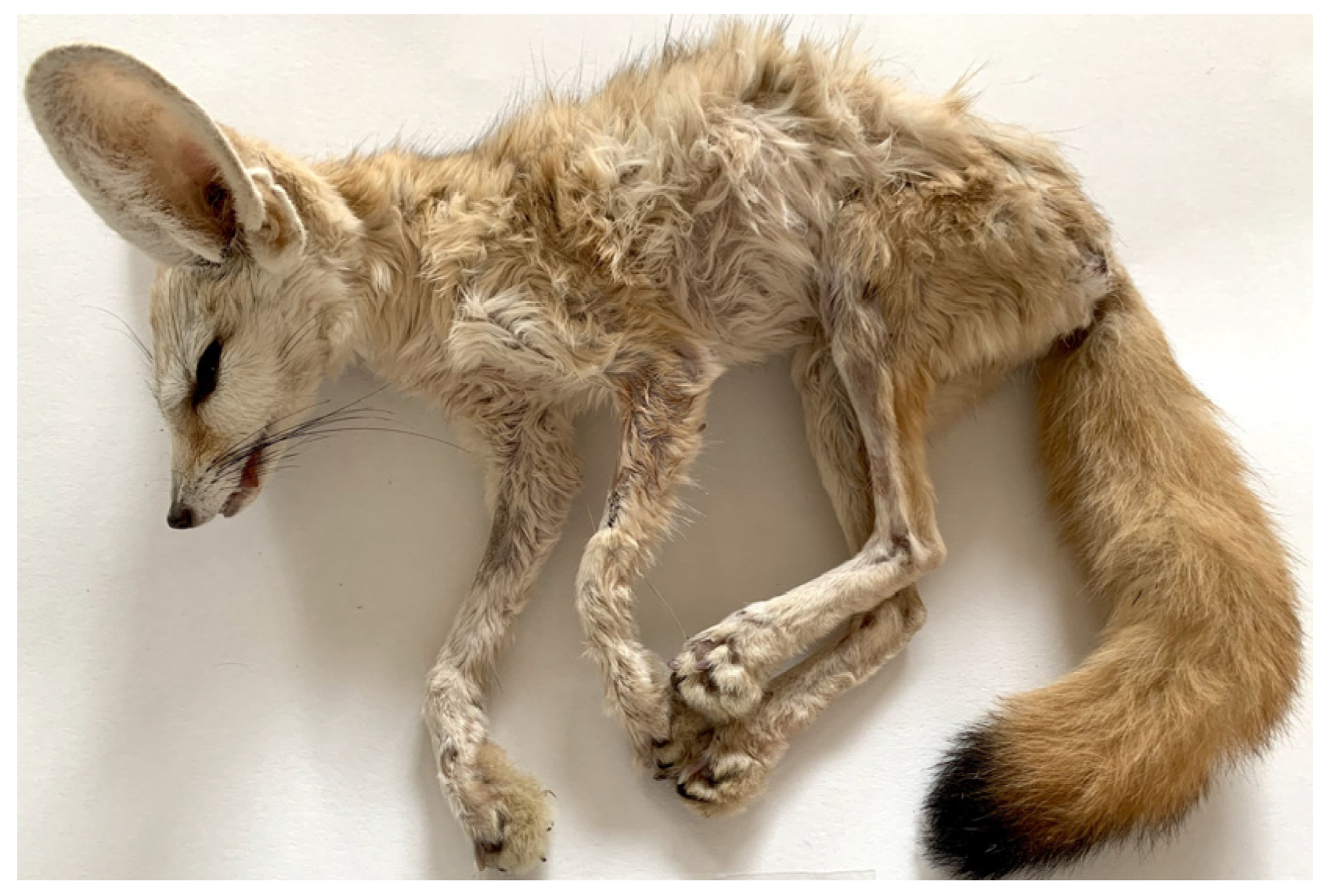 Pathogens 11 00965 g002