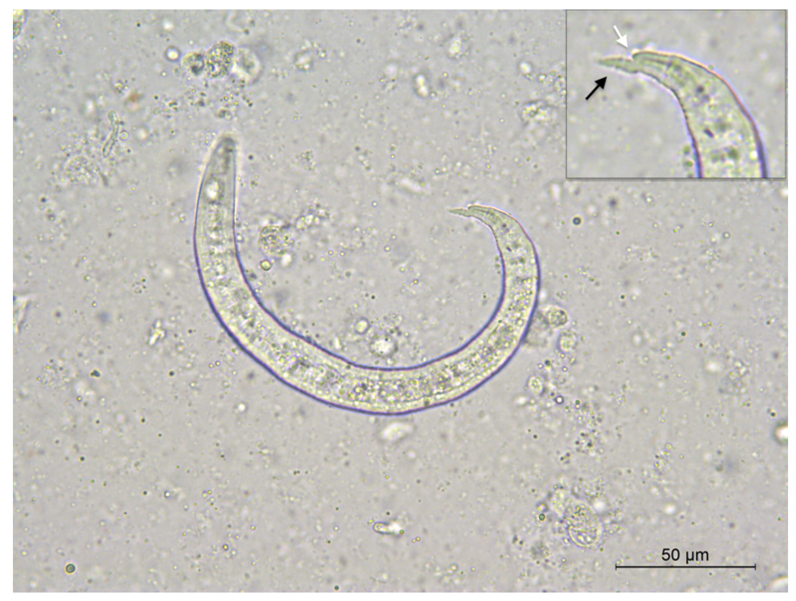Pathogens 11 00965 g004