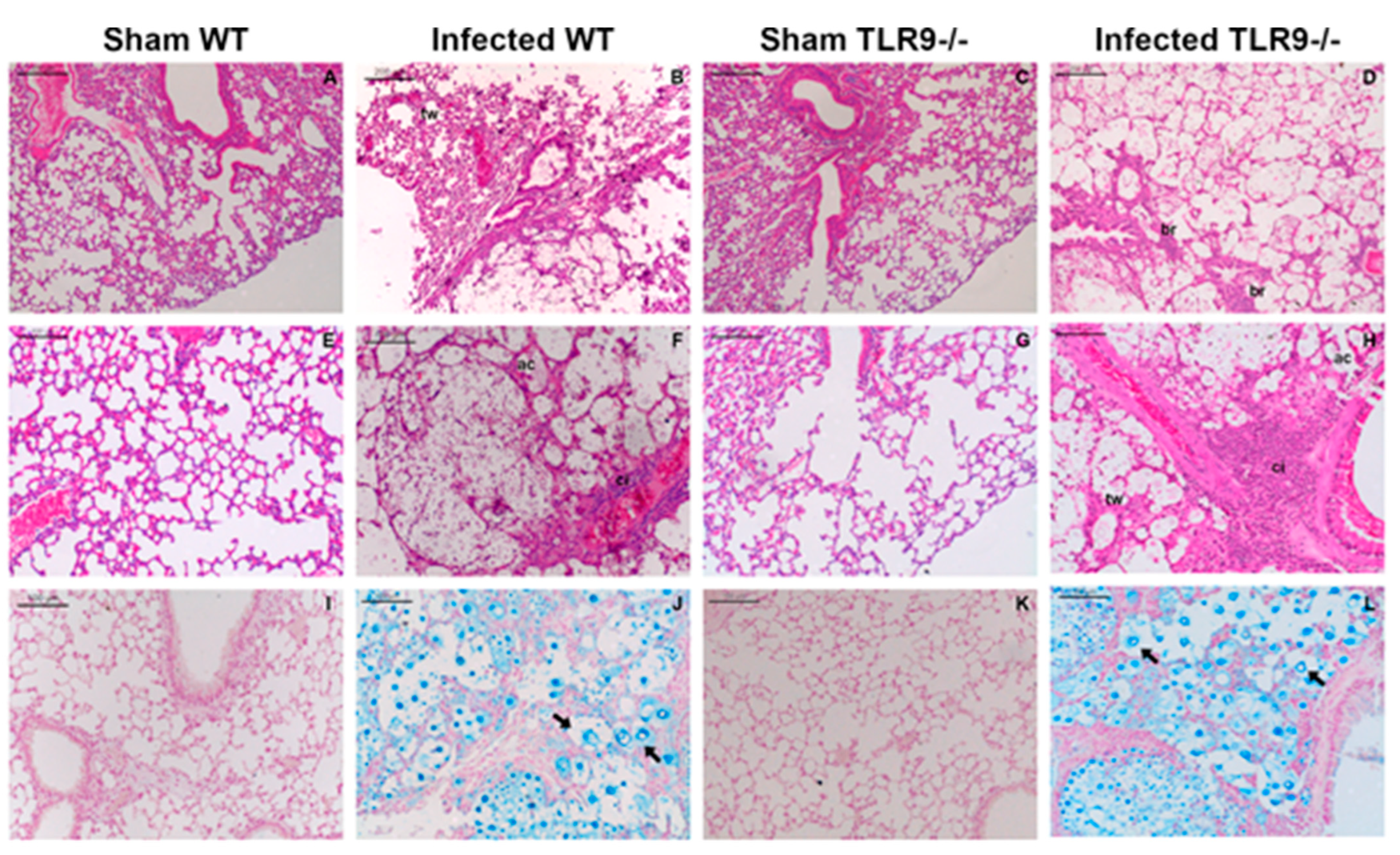 Pathogens 11 00987 g001