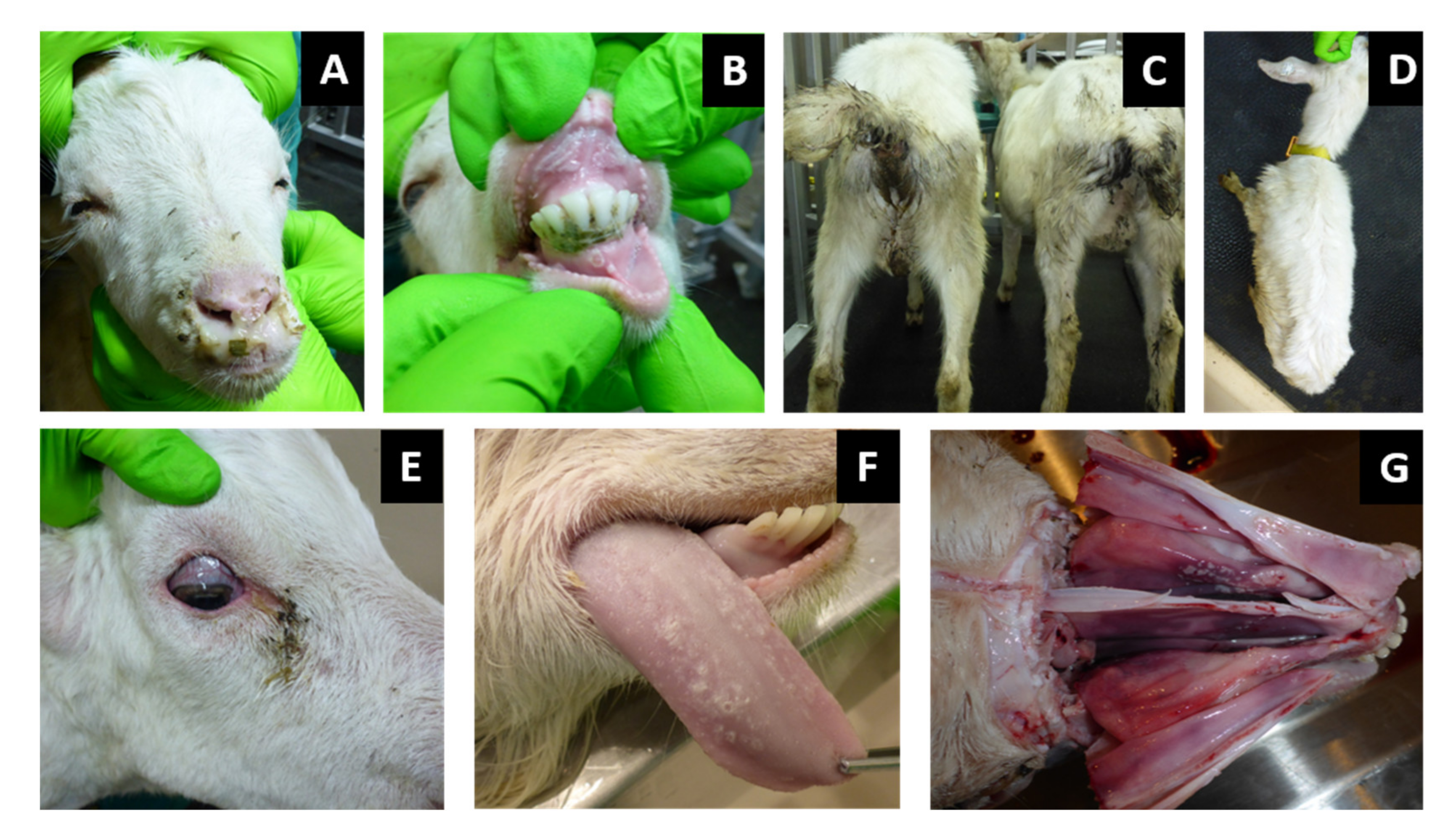 Pathogens 11 00991 g002