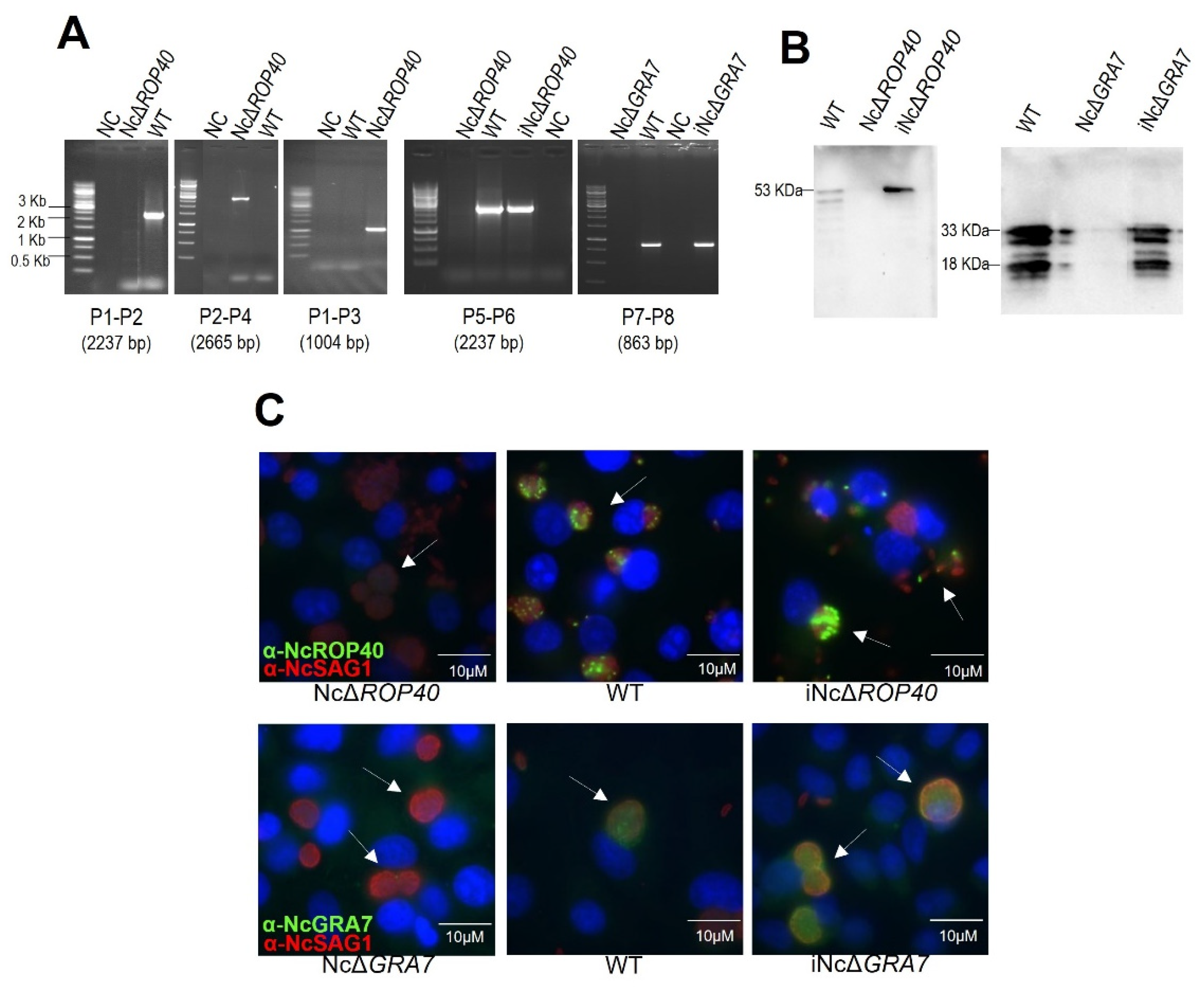 Pathogens 11 00998 g002