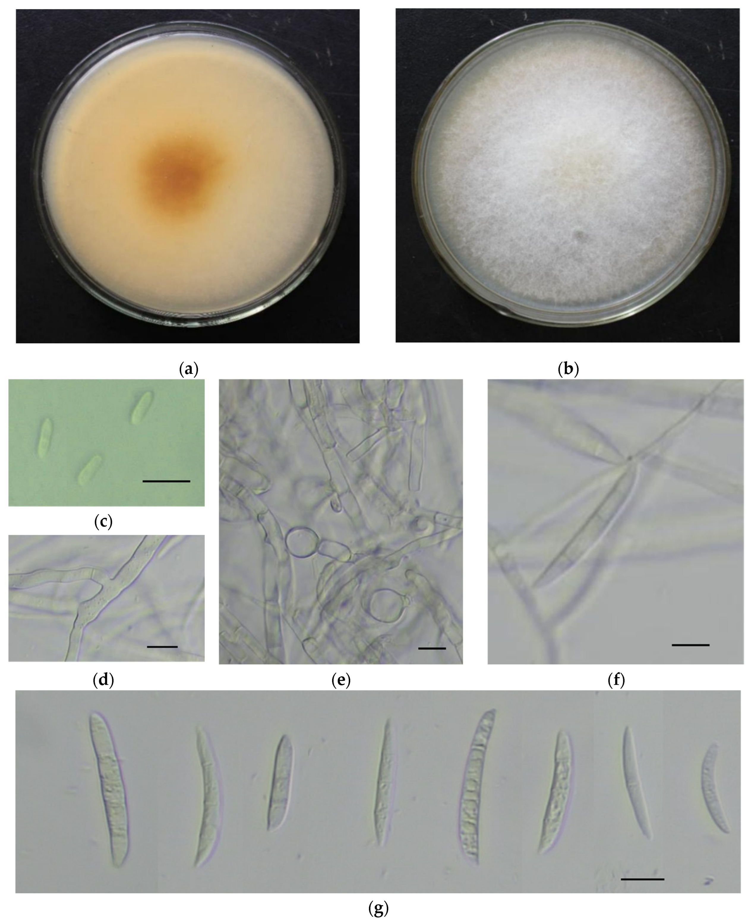 Pathogens 11 00999 g001