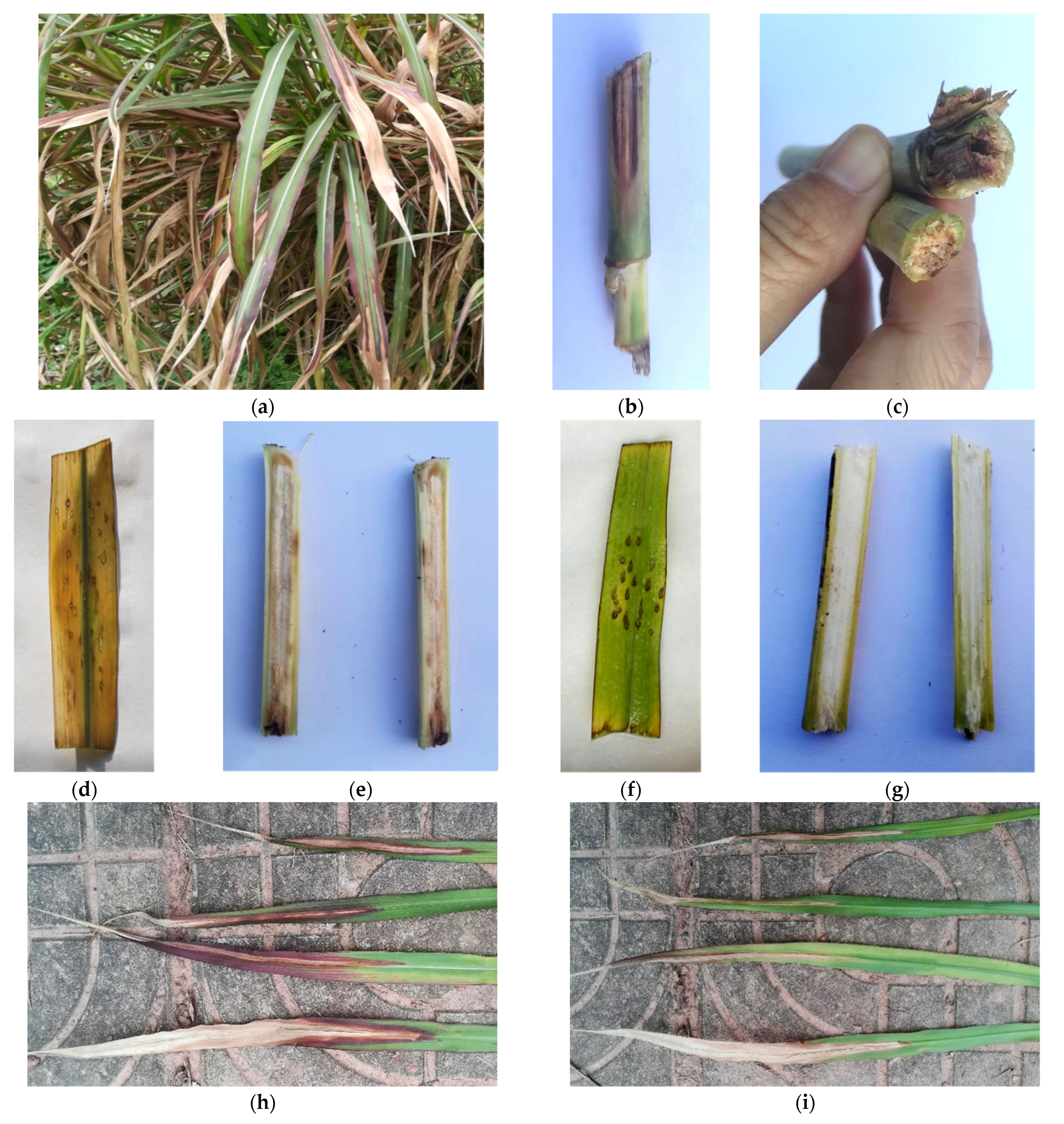 Pathogens 11 00999 g003