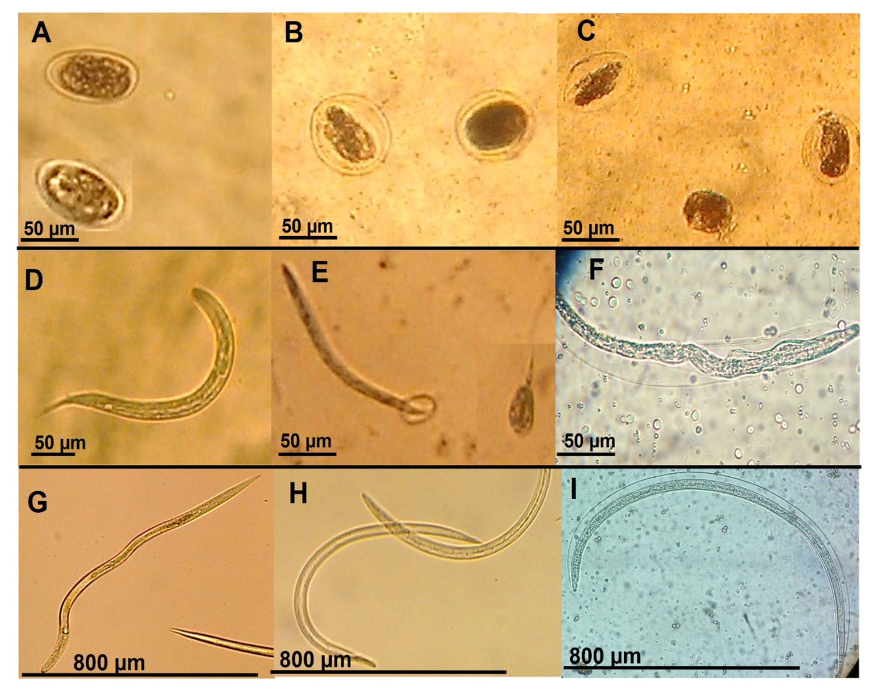 Pathogens 11 01024 g002