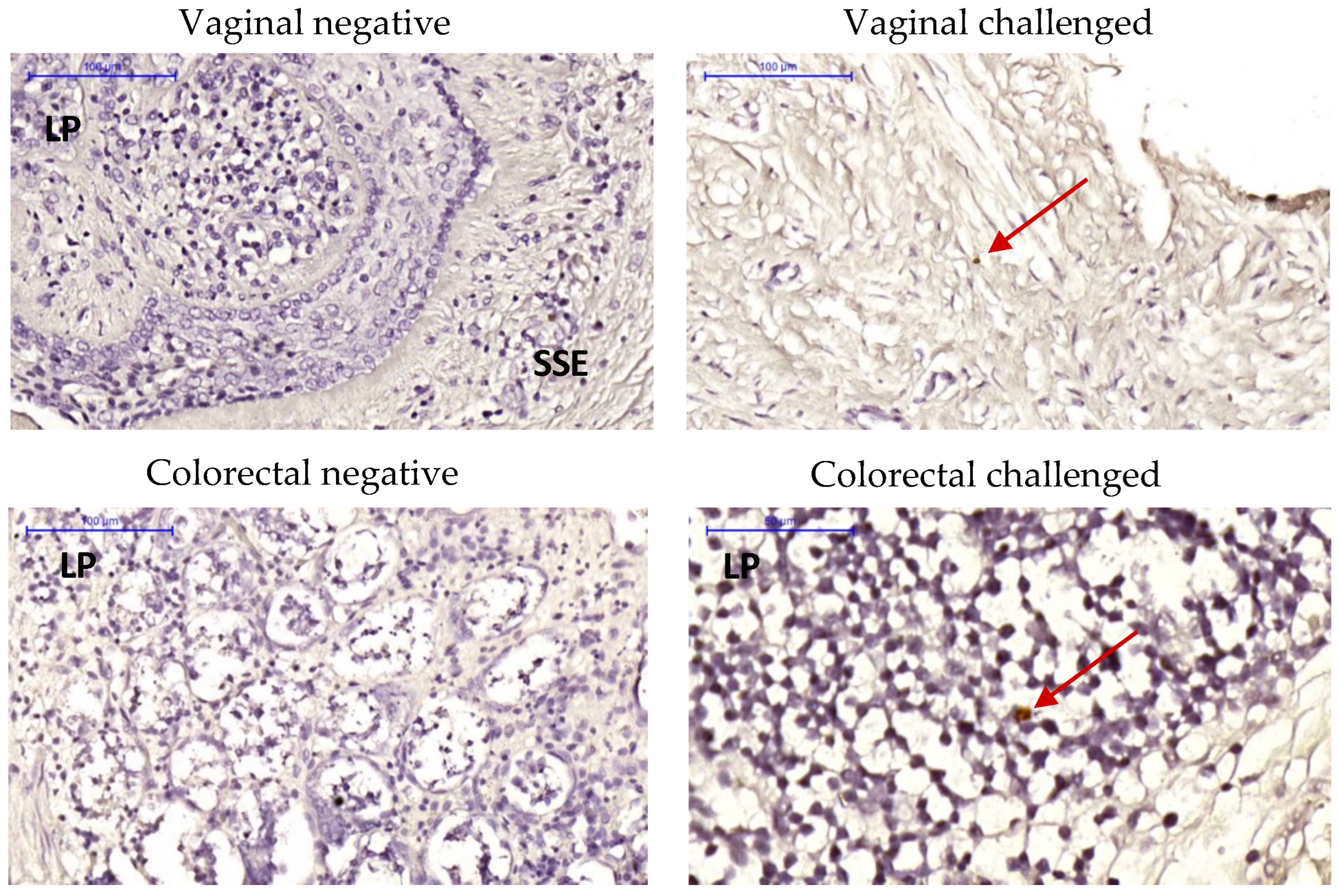 Pathogens 11 01033 g006