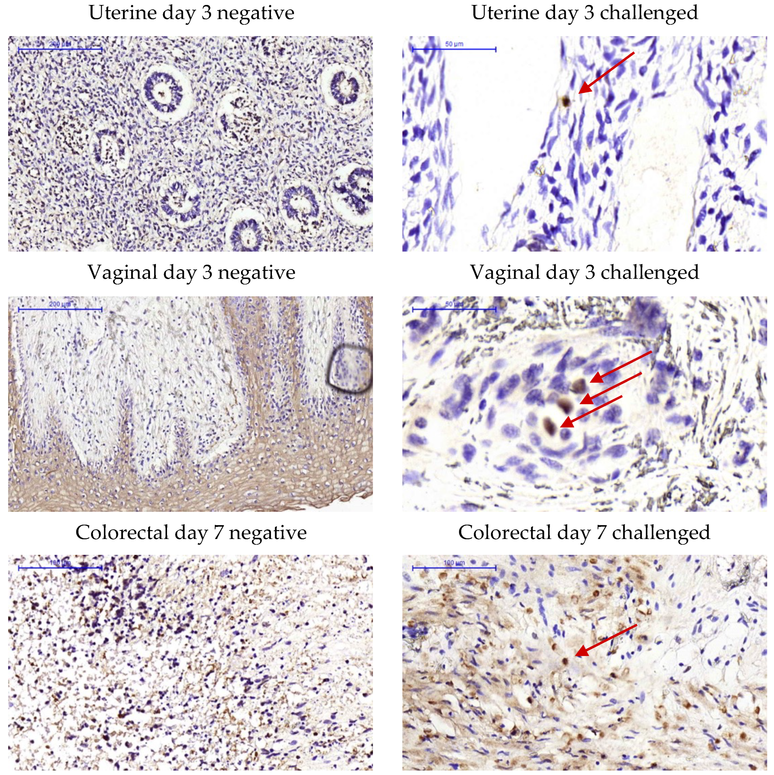 Pathogens 11 01033 g007