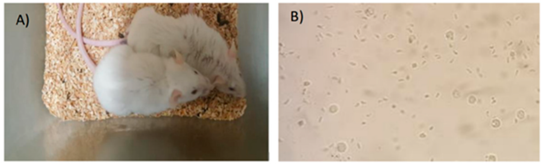 Pathogens 11 01038 g003