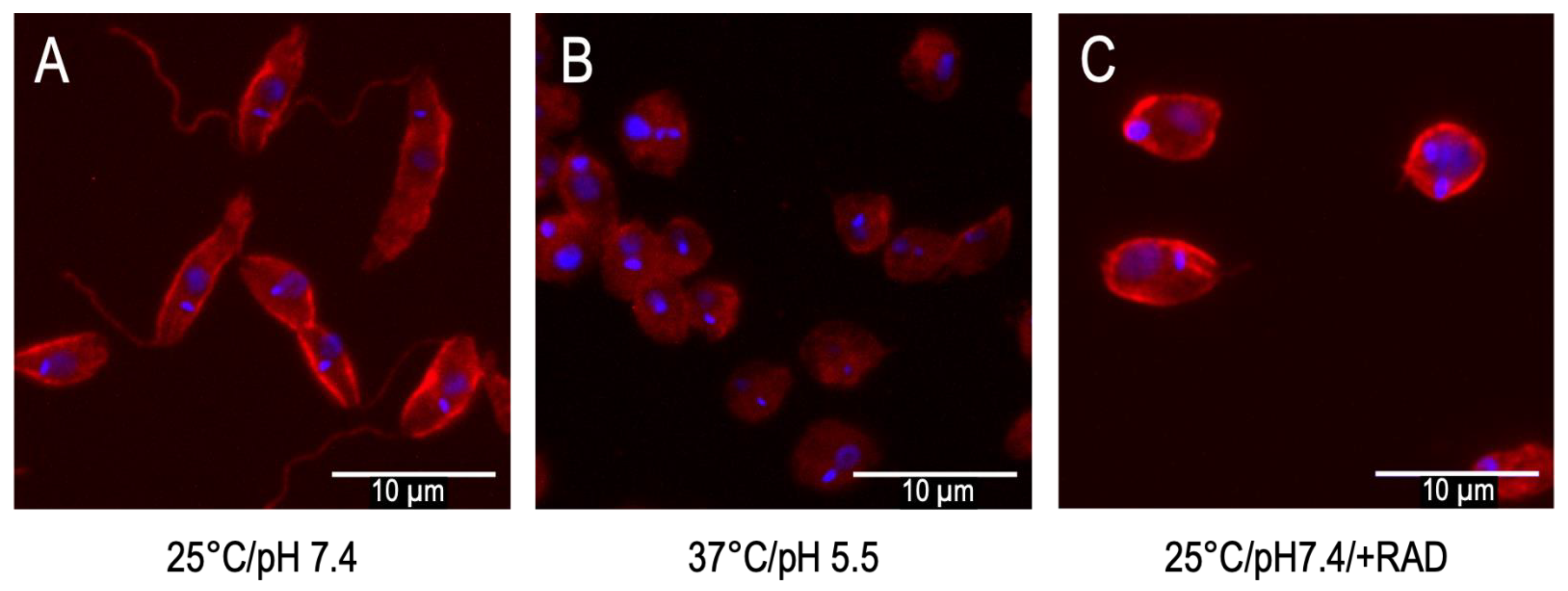Pathogens 11 01052 g001