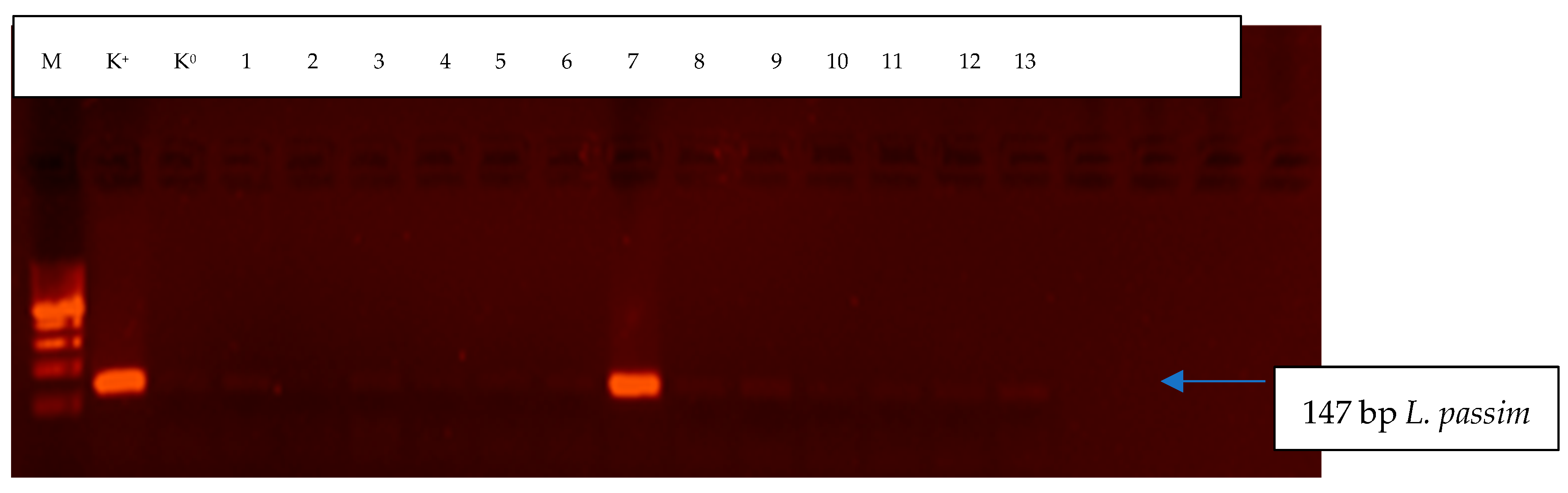 Pathogens 11 01053 g001 Pathogens 11 01053 g001